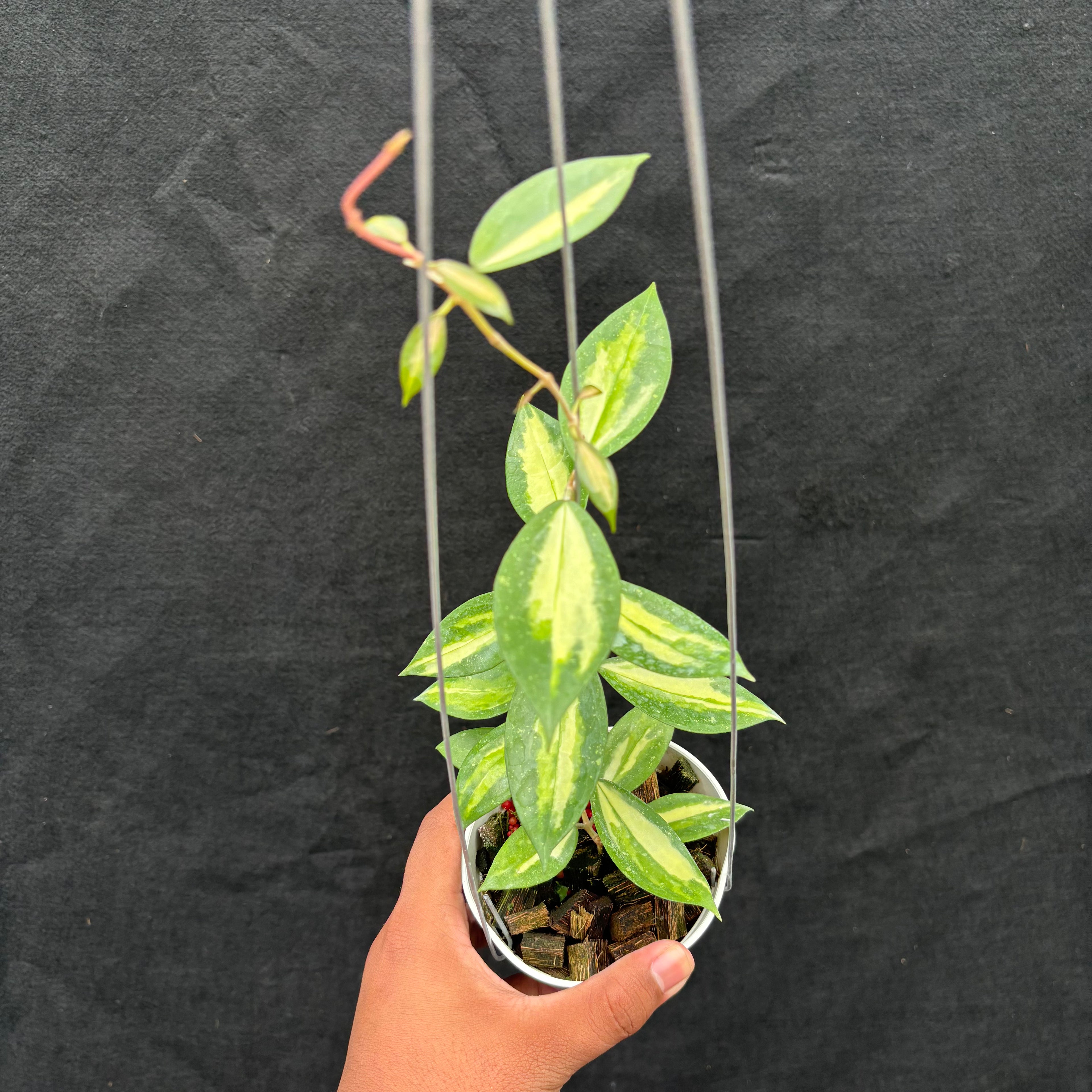 Hoya Verticillata Nganjuk (Inner Variegated)