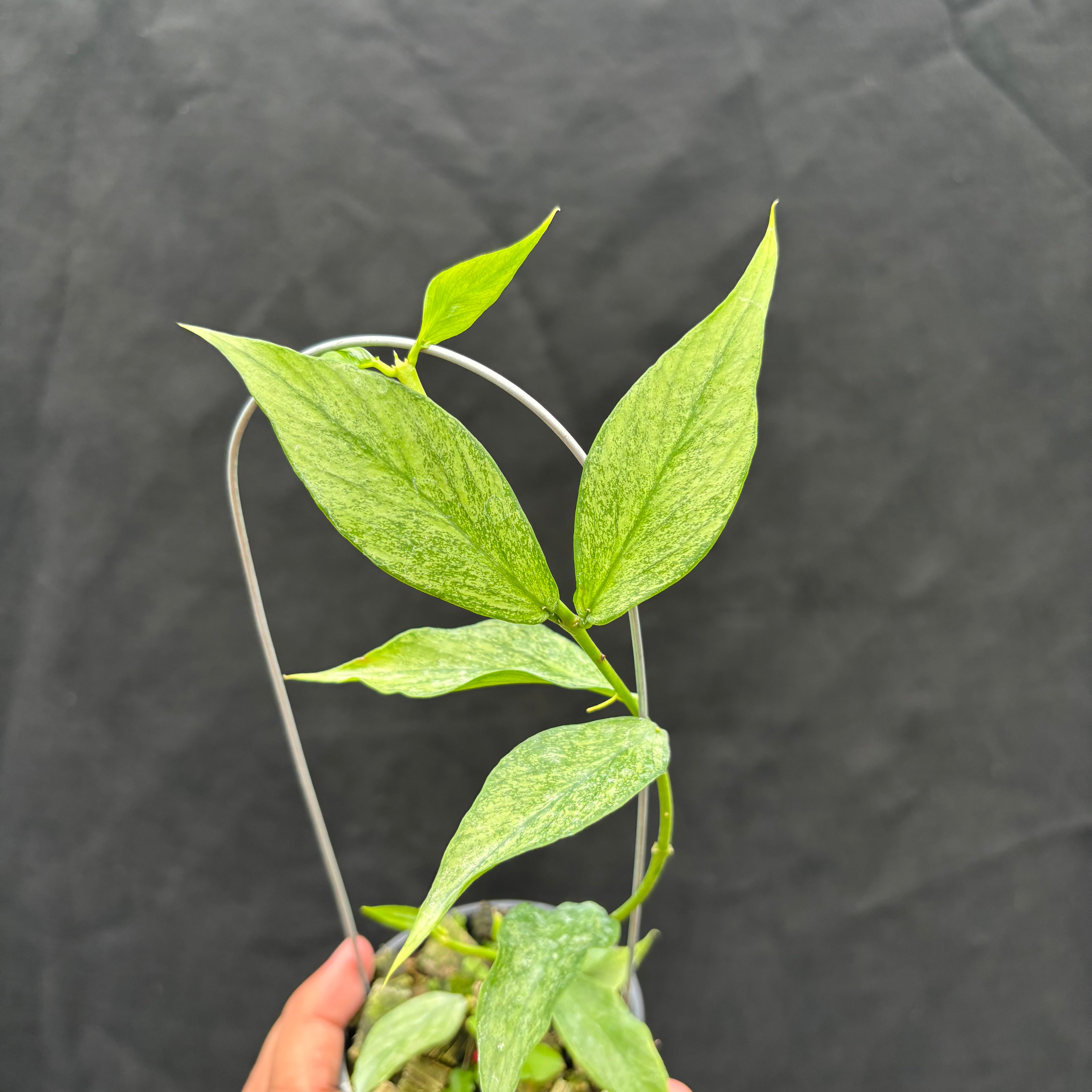 Hoya Polyneura "Berget" (Silver)