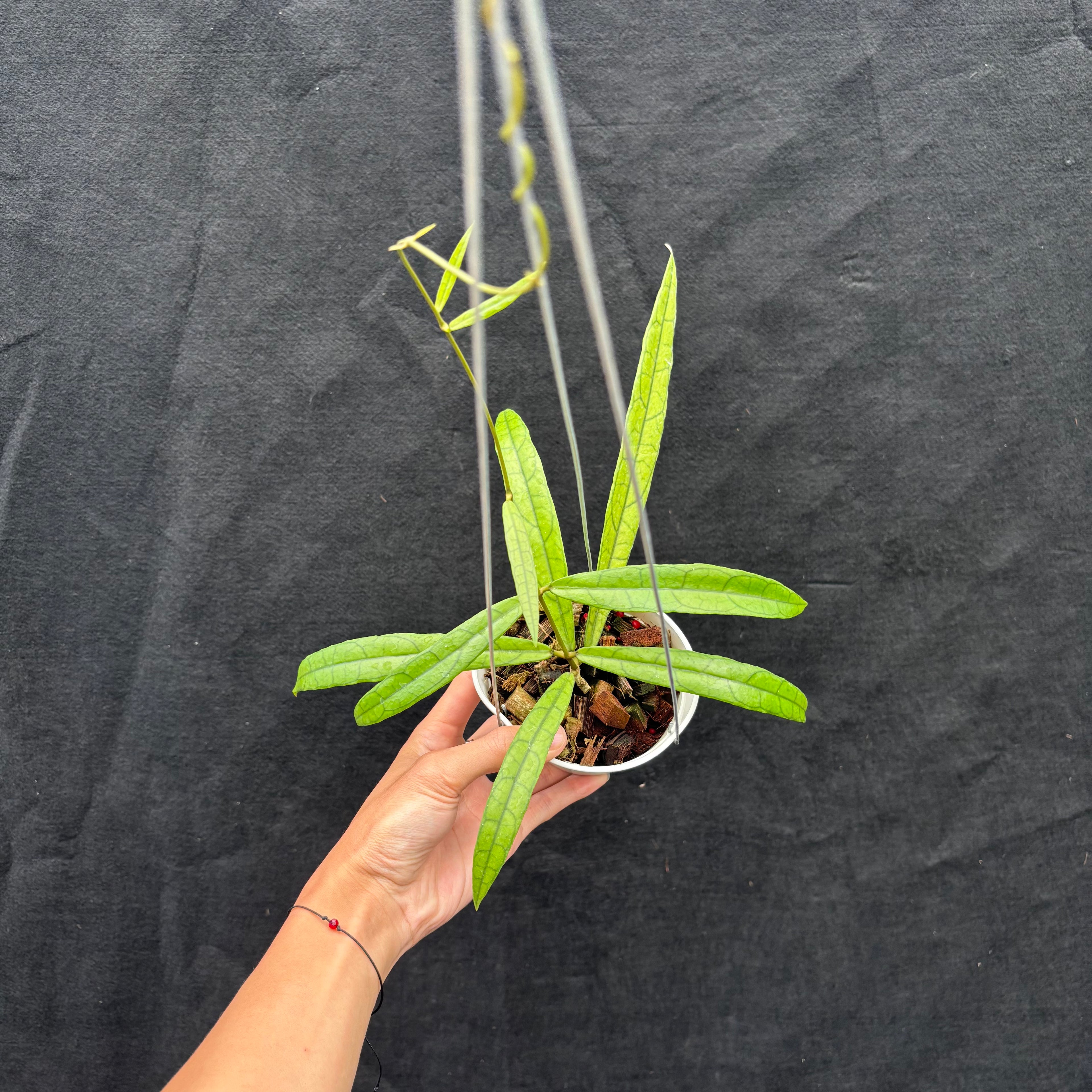 Hoya Callistophylla &