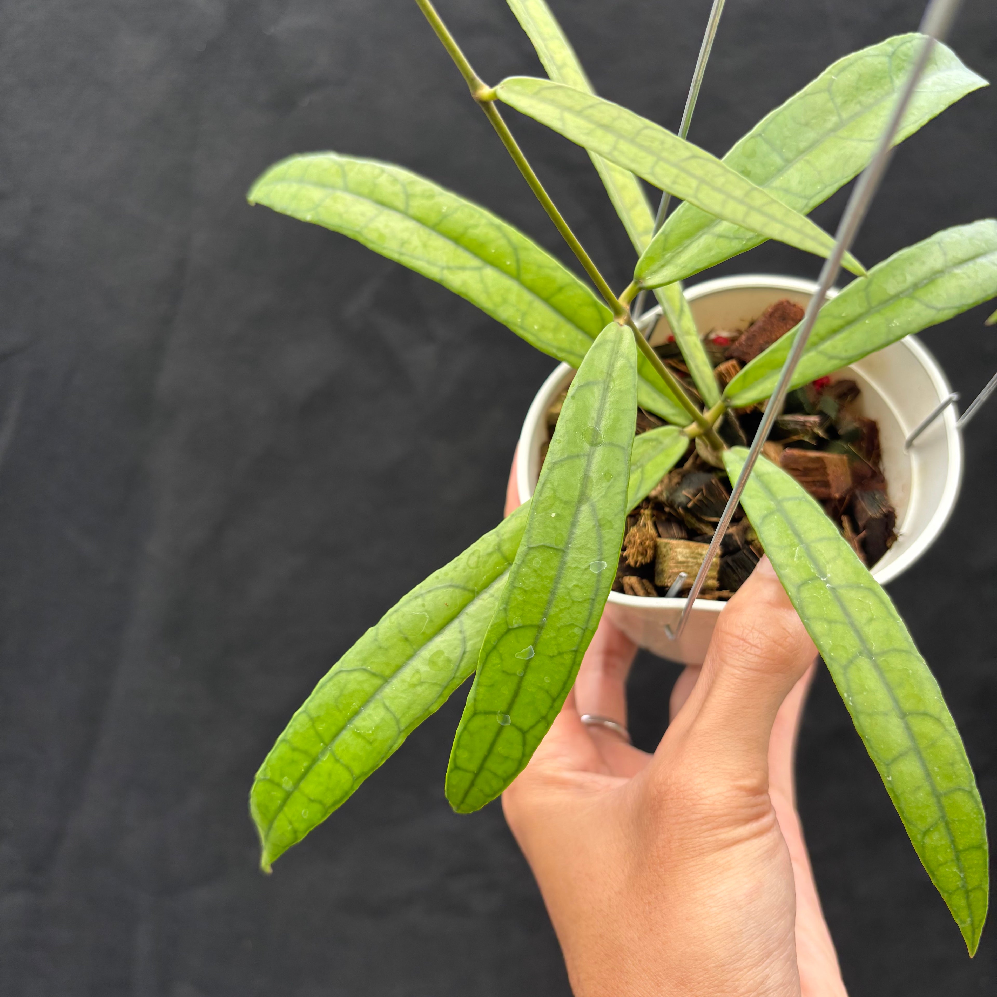 Hoya Callistophylla &