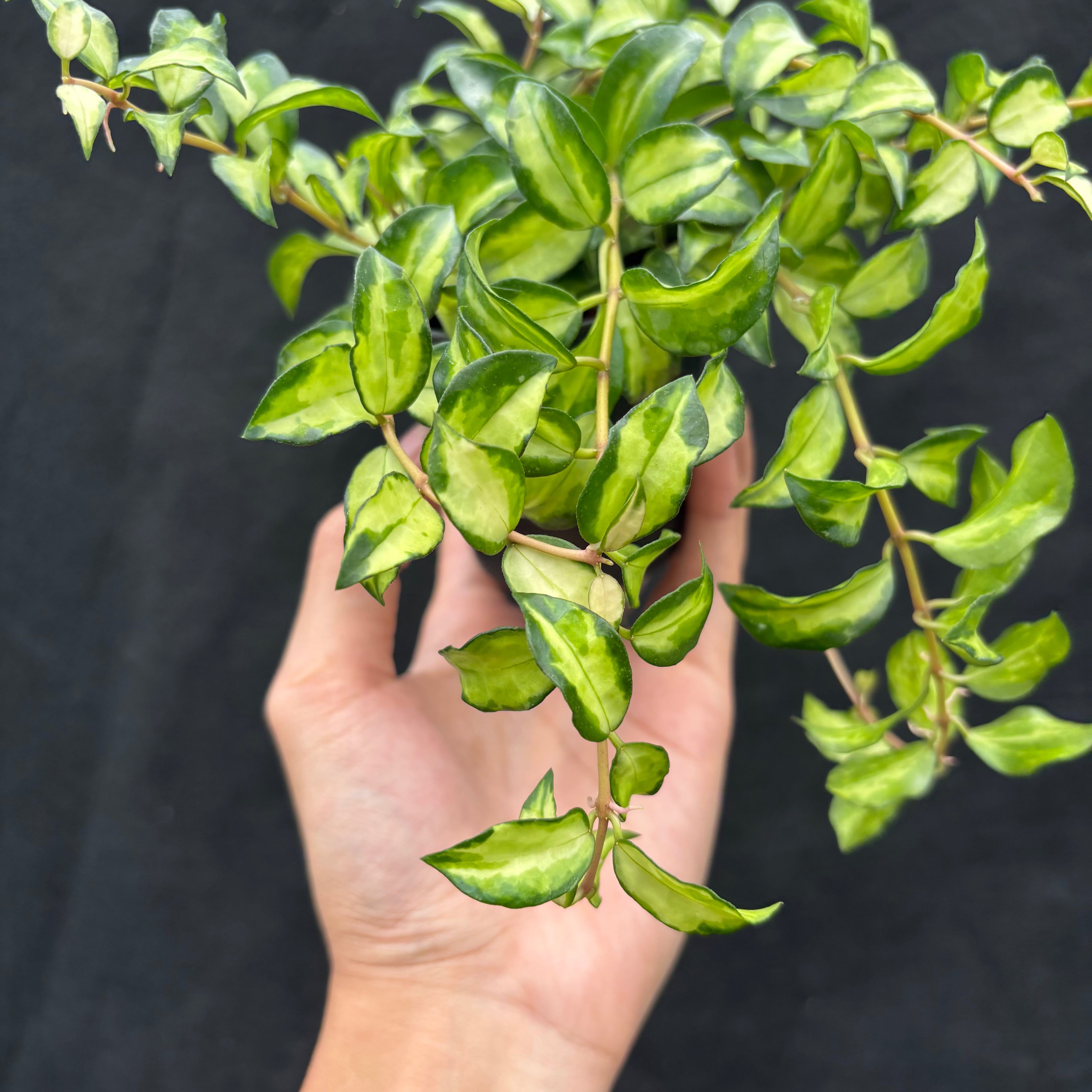 Hoya Lacunosa "Var-Tricolor" Bruno