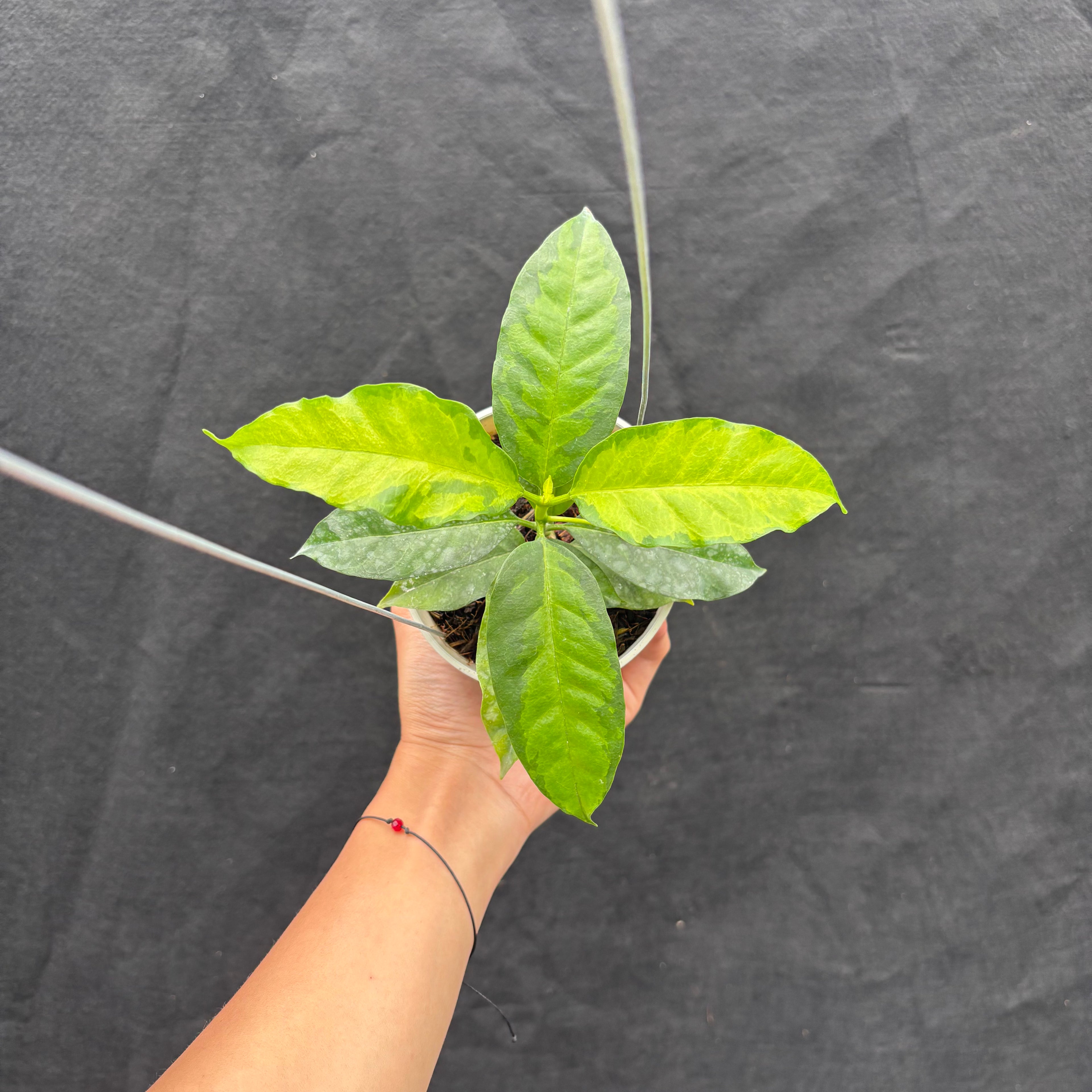 Hoya Multiflora "Inner Variegated"