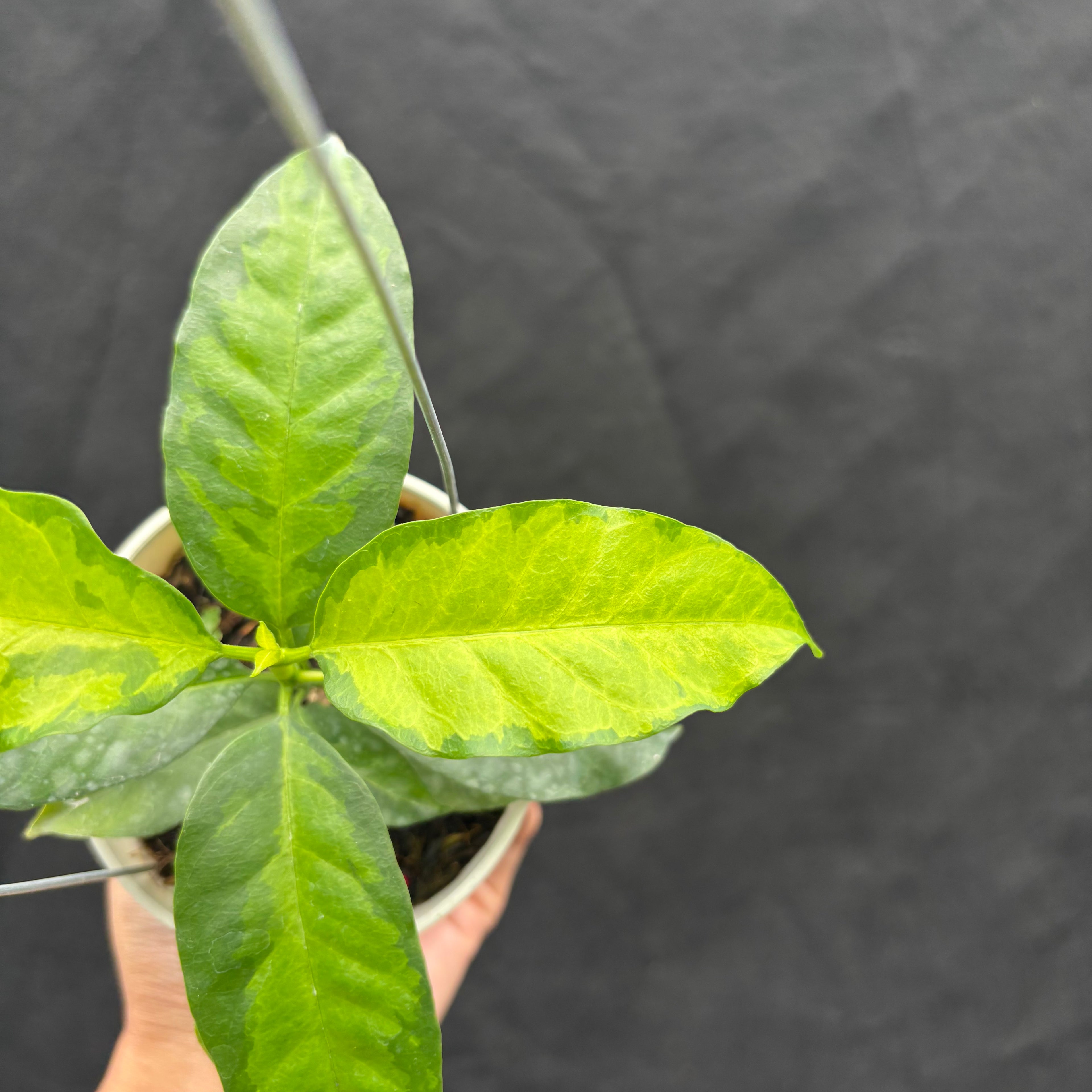 Hoya Multiflora "Inner Variegated"