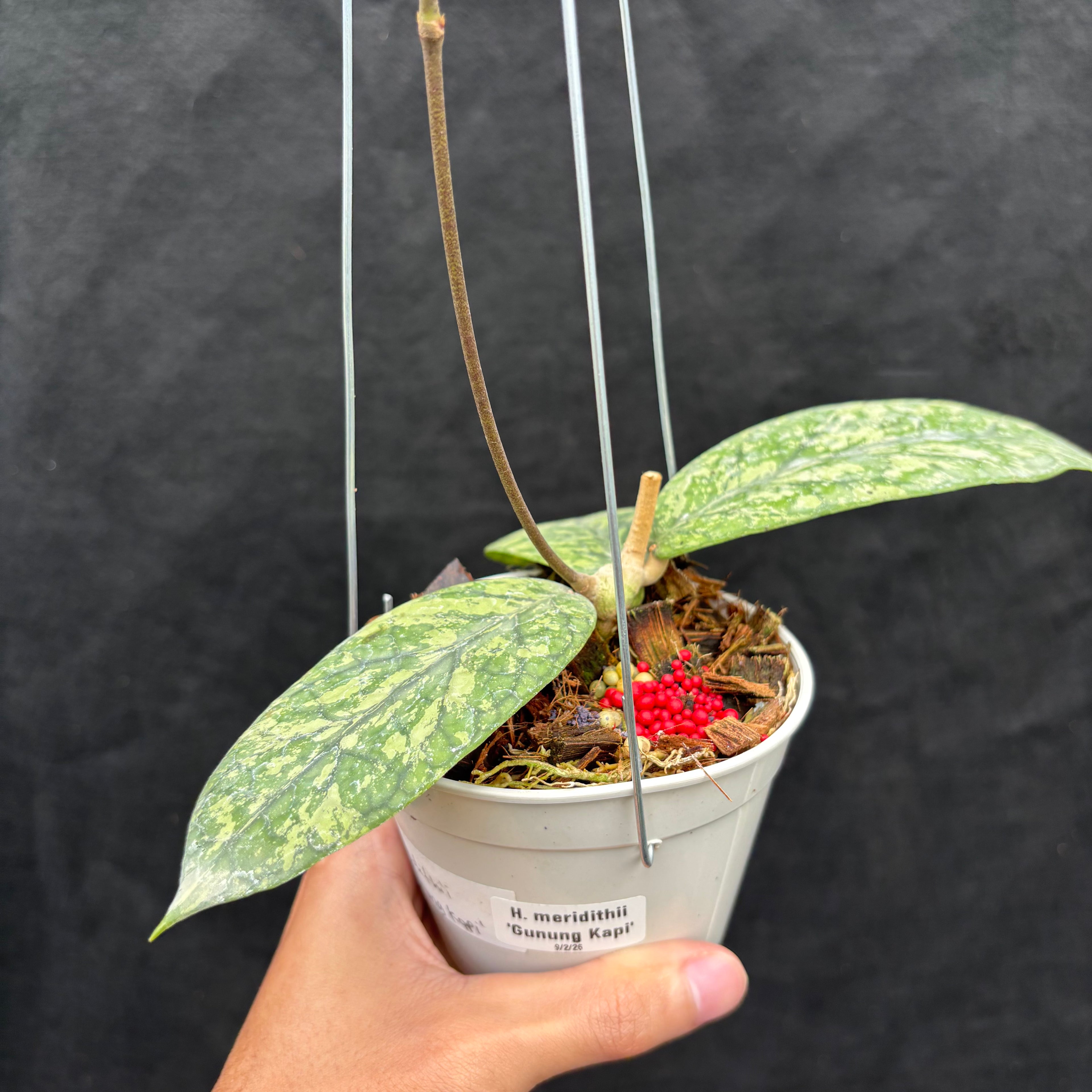 Hoya Meridithii "Gunung Kapi"