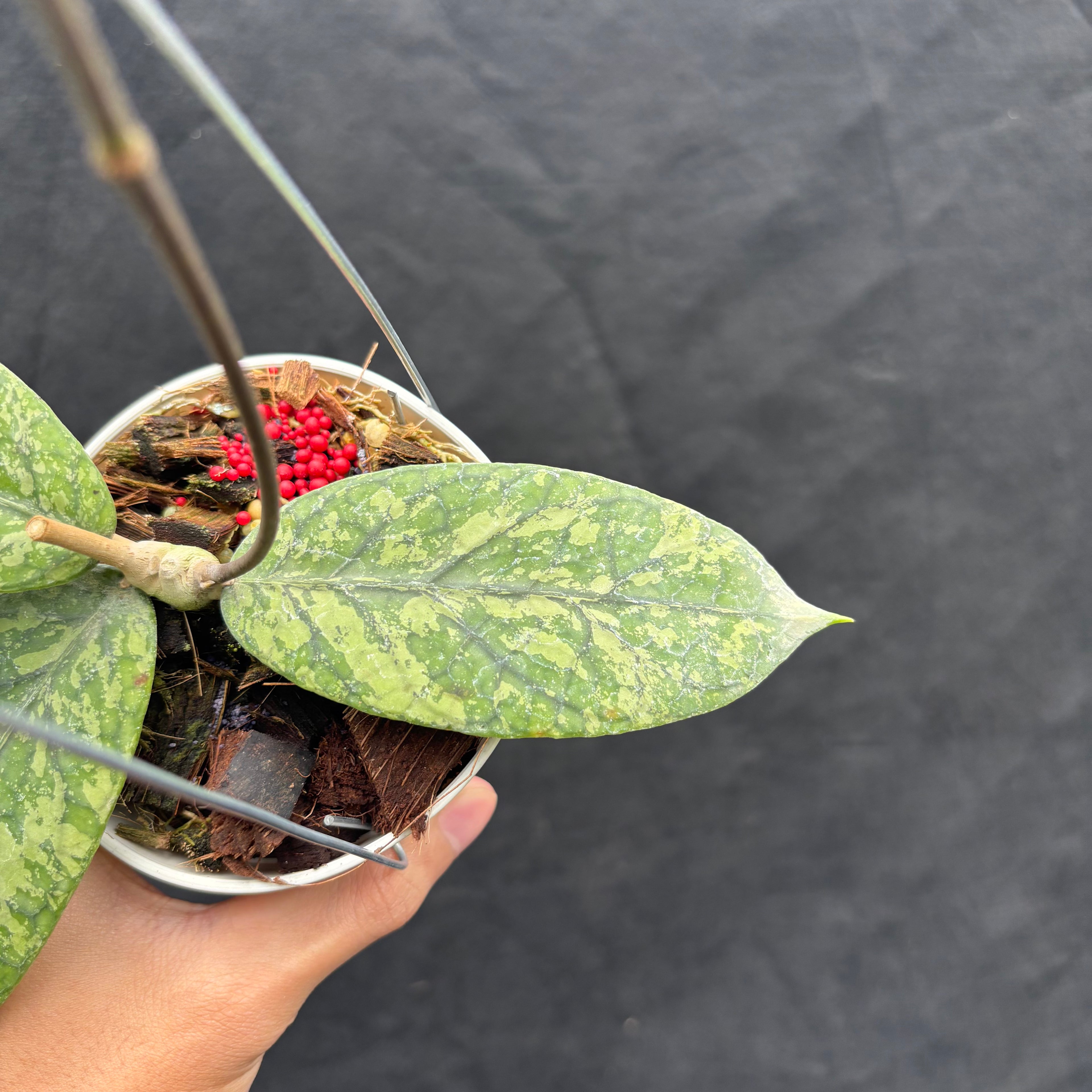 Hoya Meridithii "Gunung Kapi"
