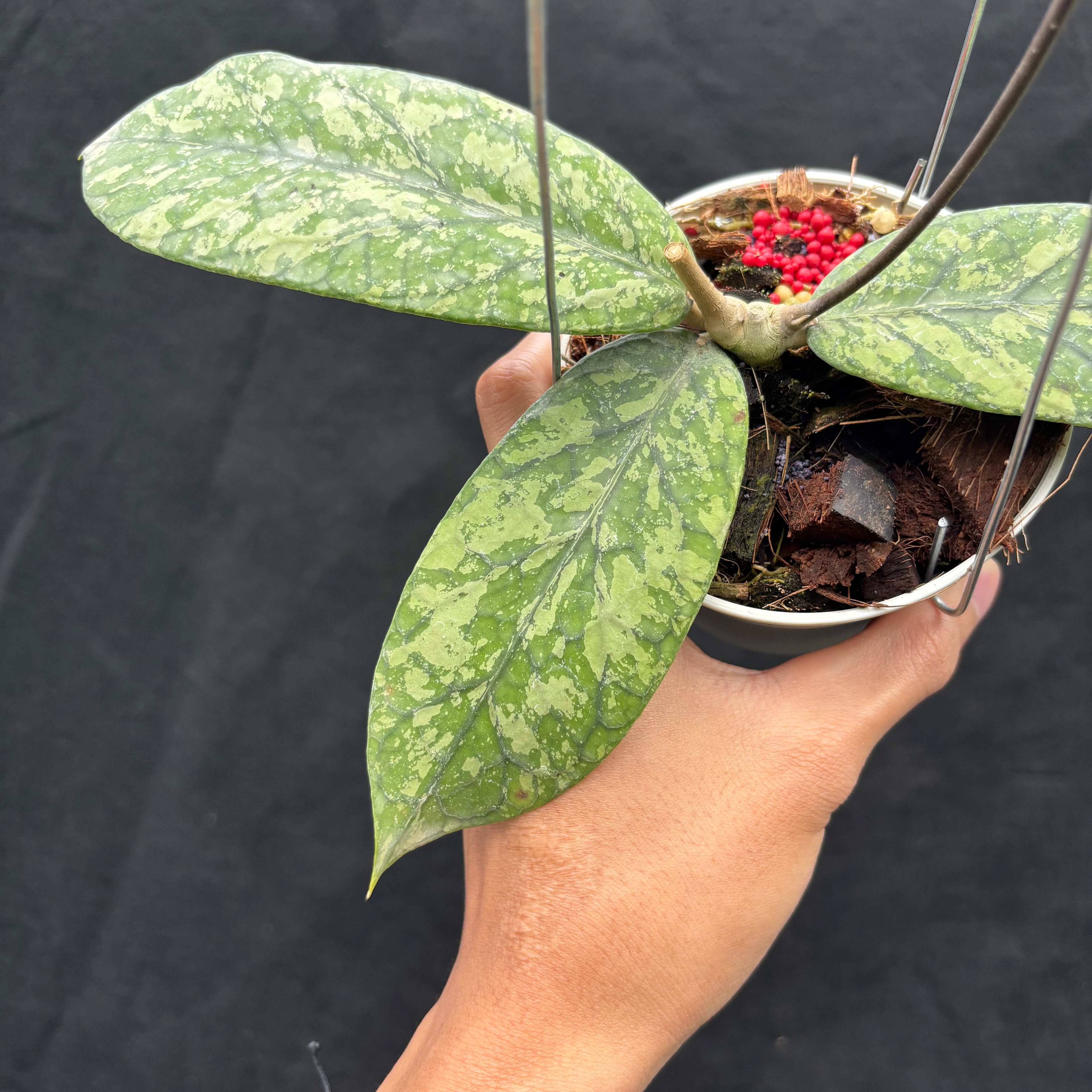 Hoya Meridithii "Gunung Kapi"