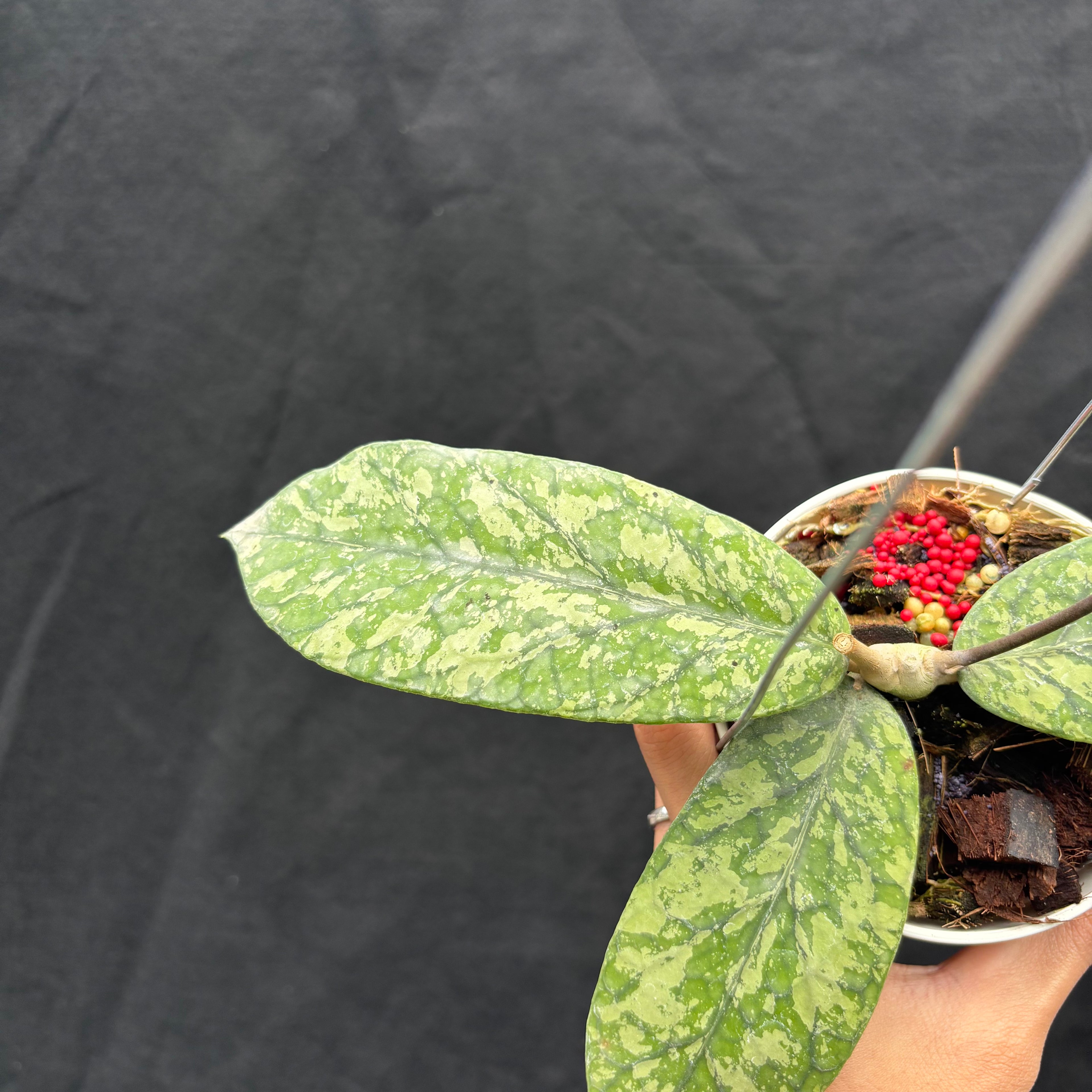 Hoya Meridithii "Gunung Kapi"