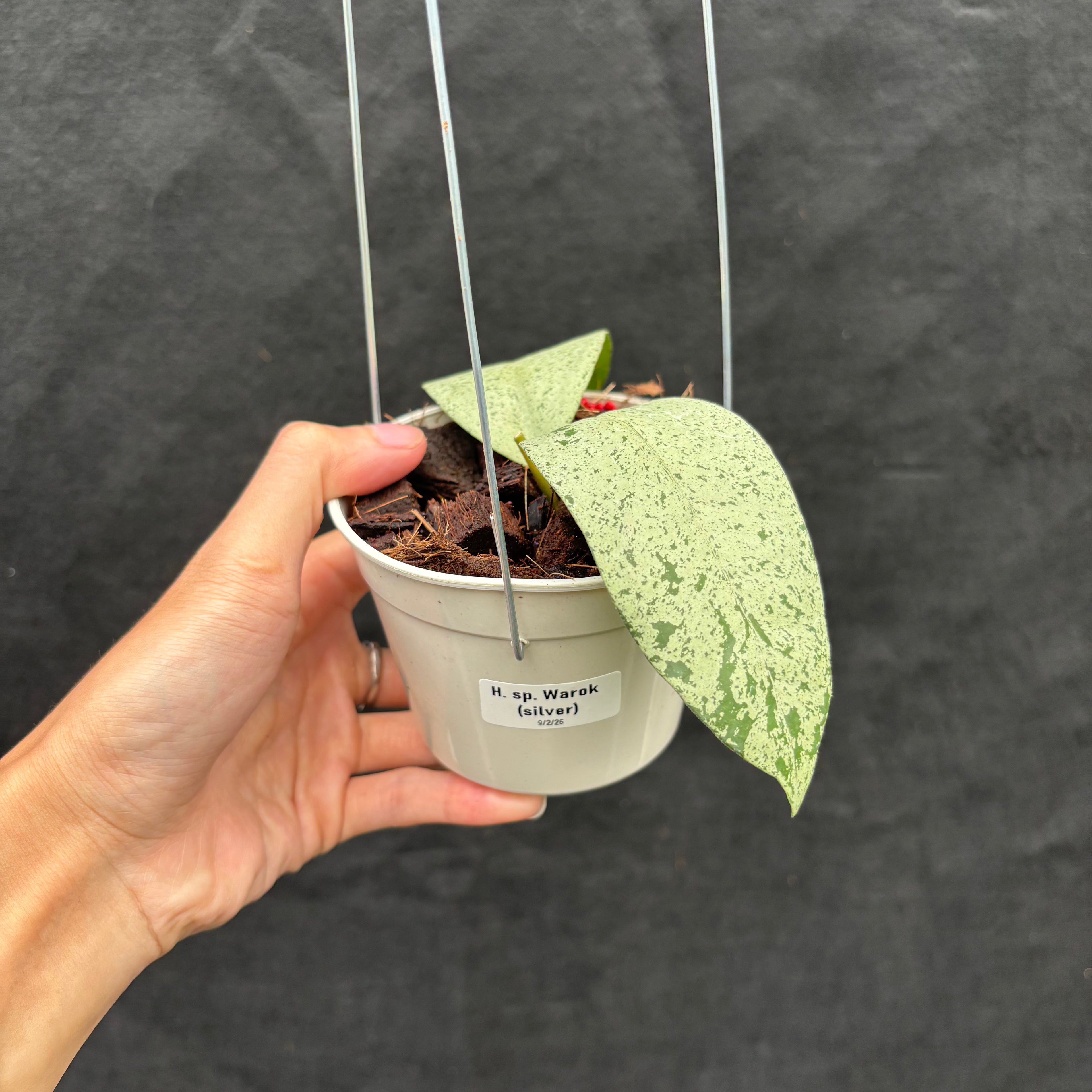 Hoya Sp. Warok (Silver)