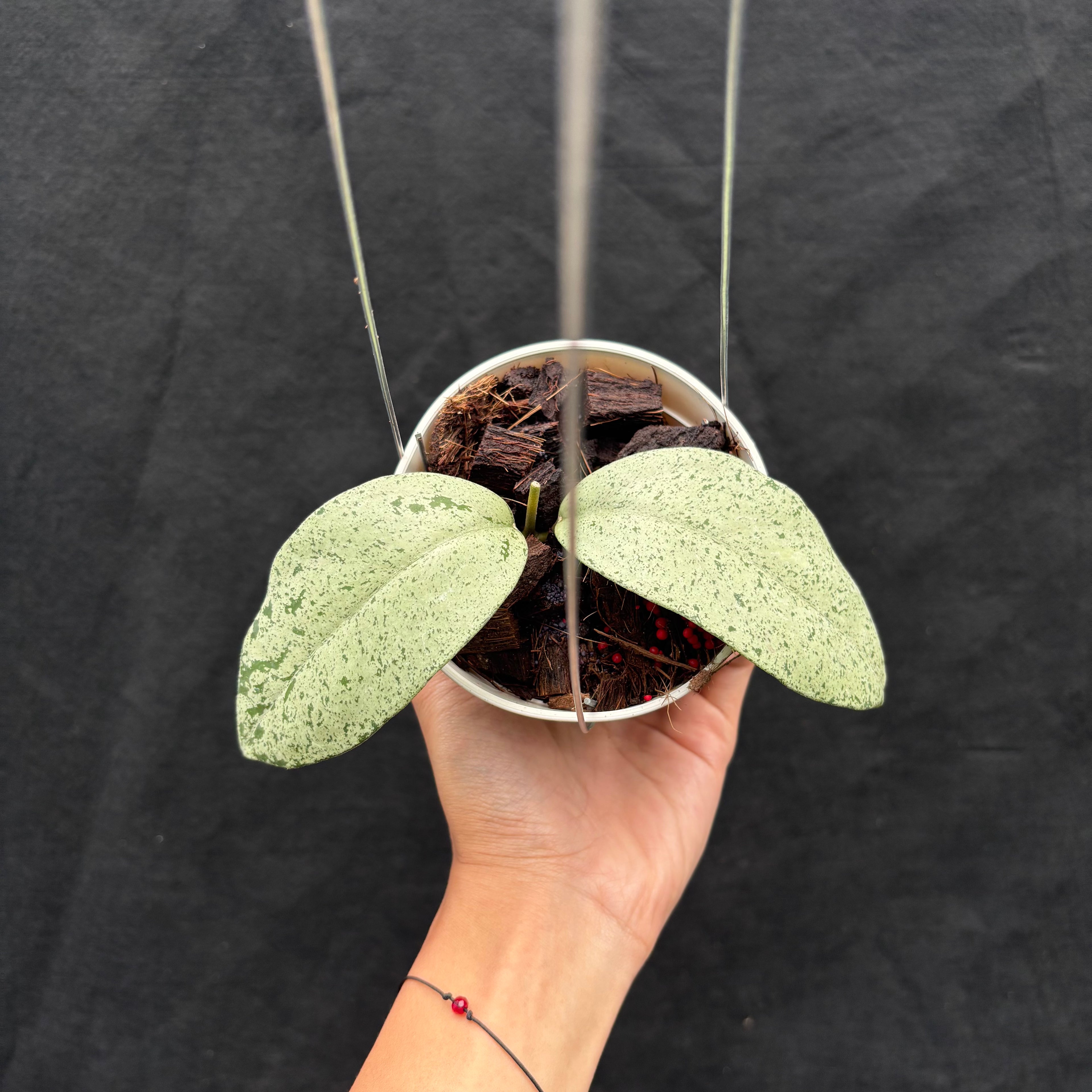 Hoya Sp. Warok (Silver)