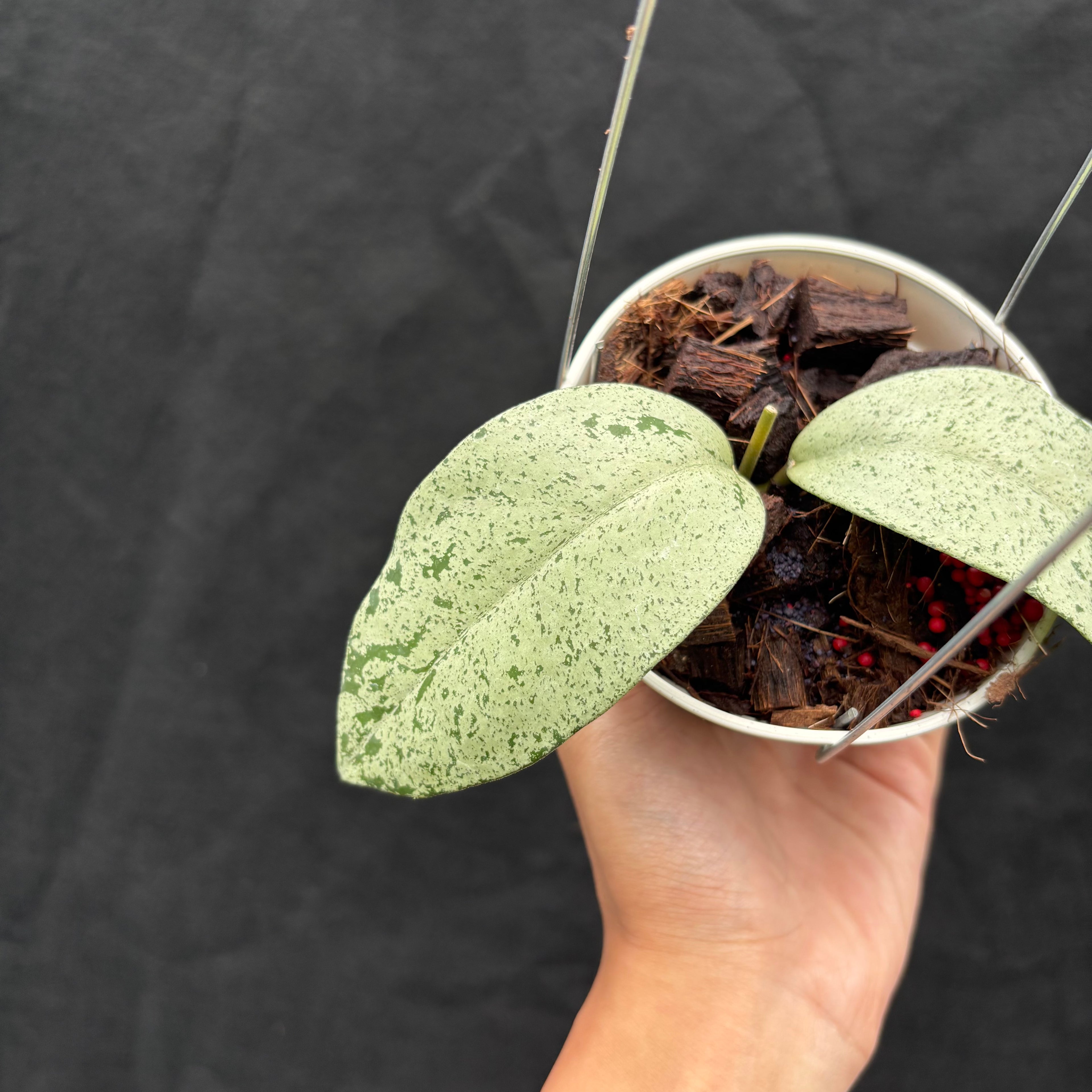 Hoya Sp. Warok (Silver)