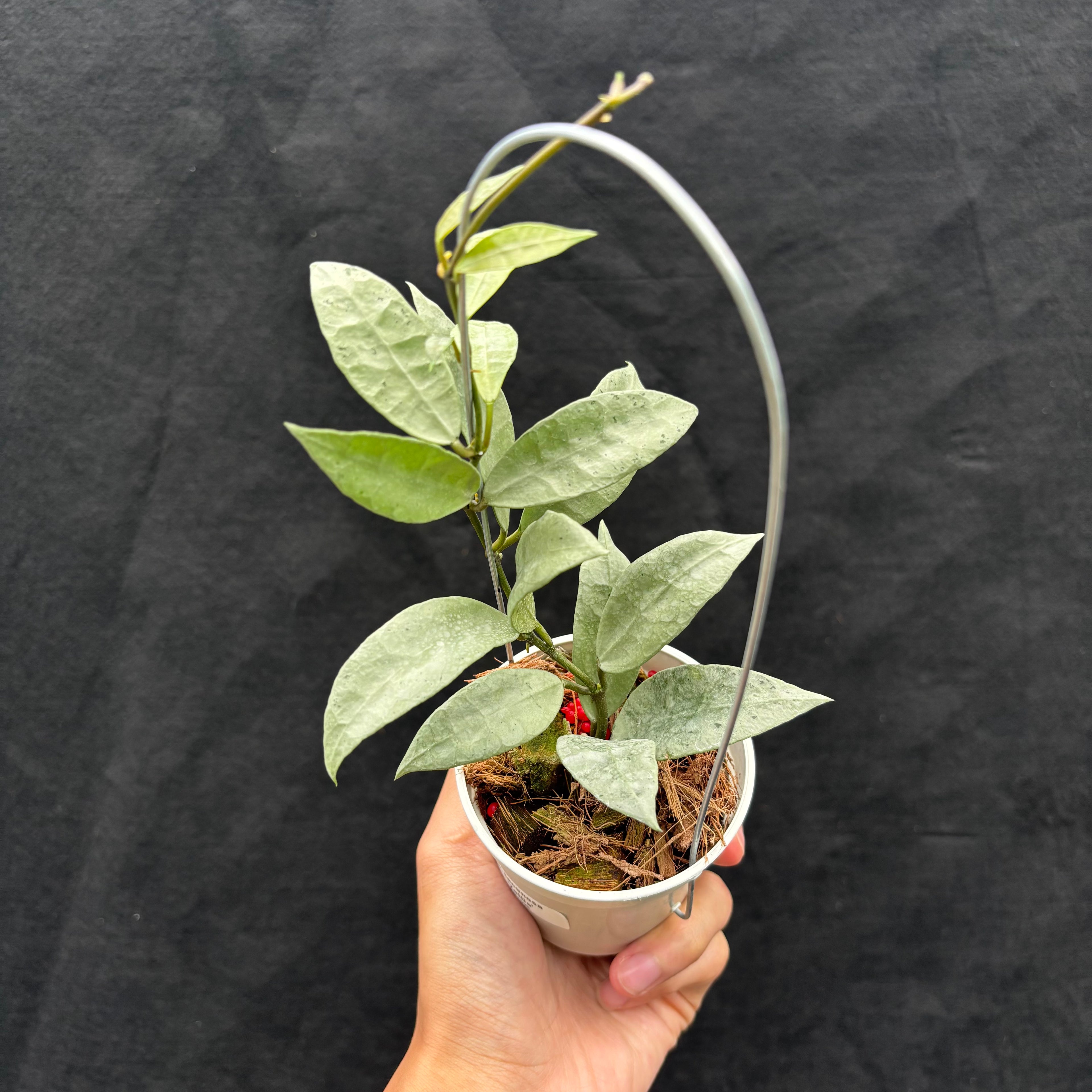 Hoya Lacunosa "Zellia"