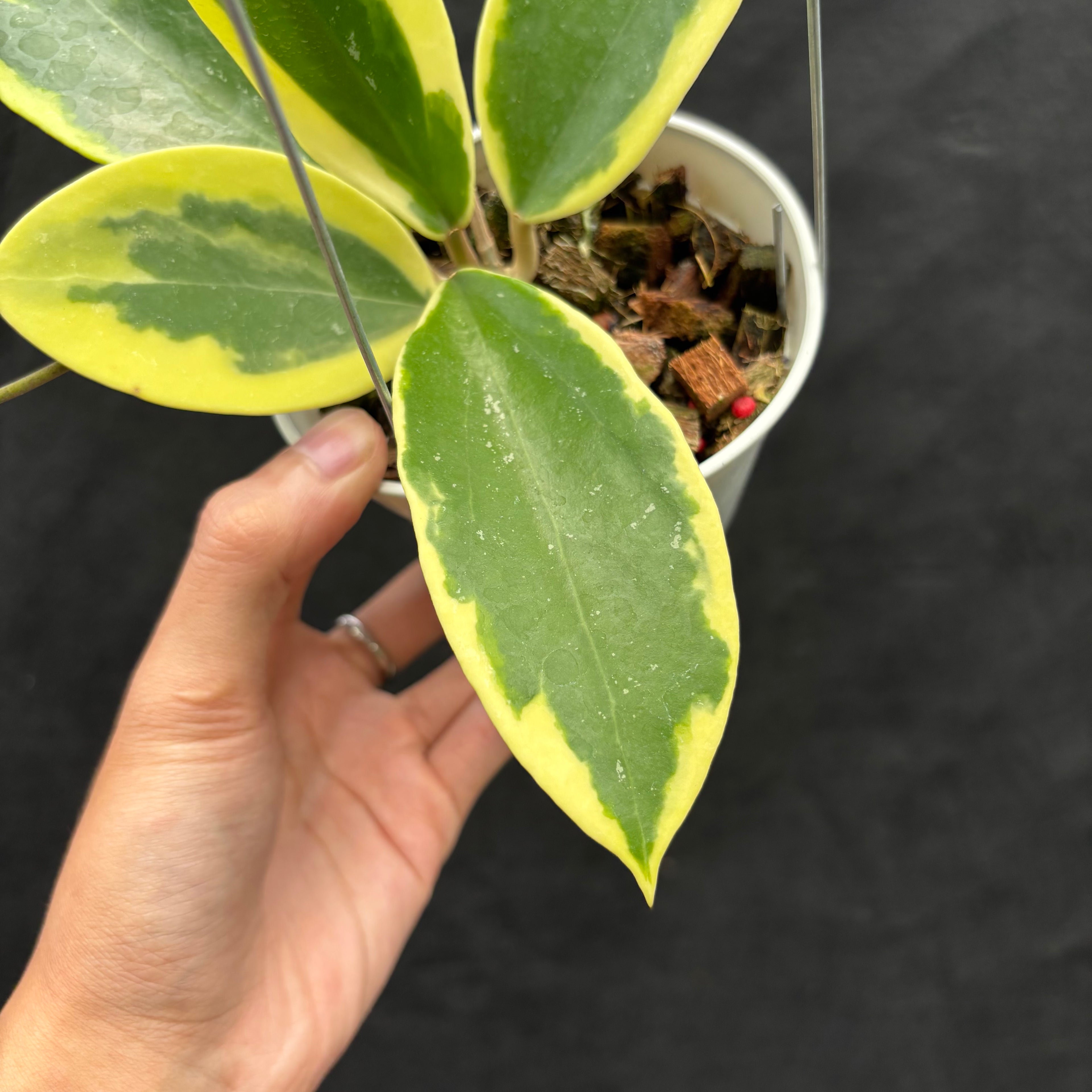 Hoya Sp. Quang Ngai "Albomarginata"