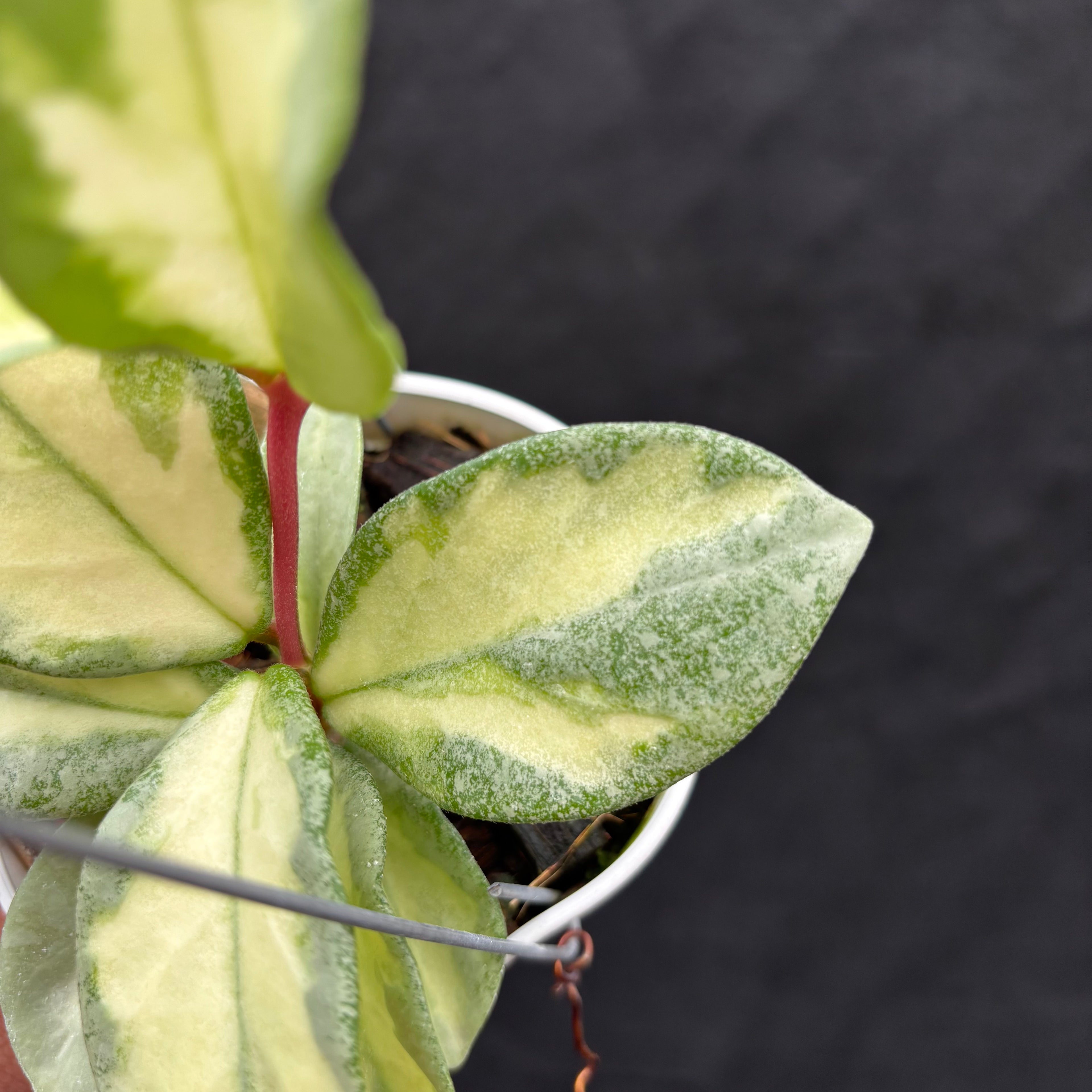 Hoya Carnosa "Argentea Princess"