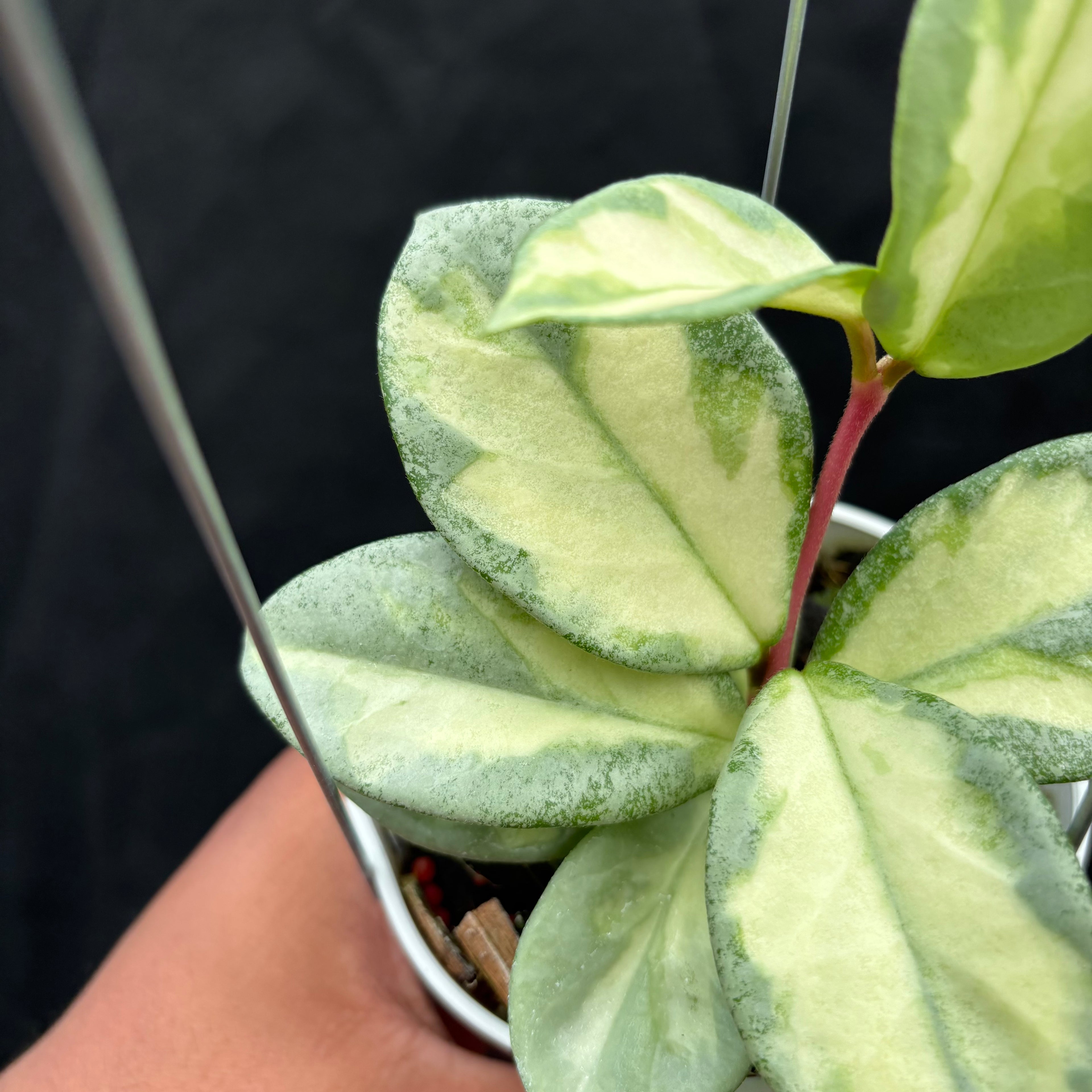 Hoya Carnosa "Argentea Princess"