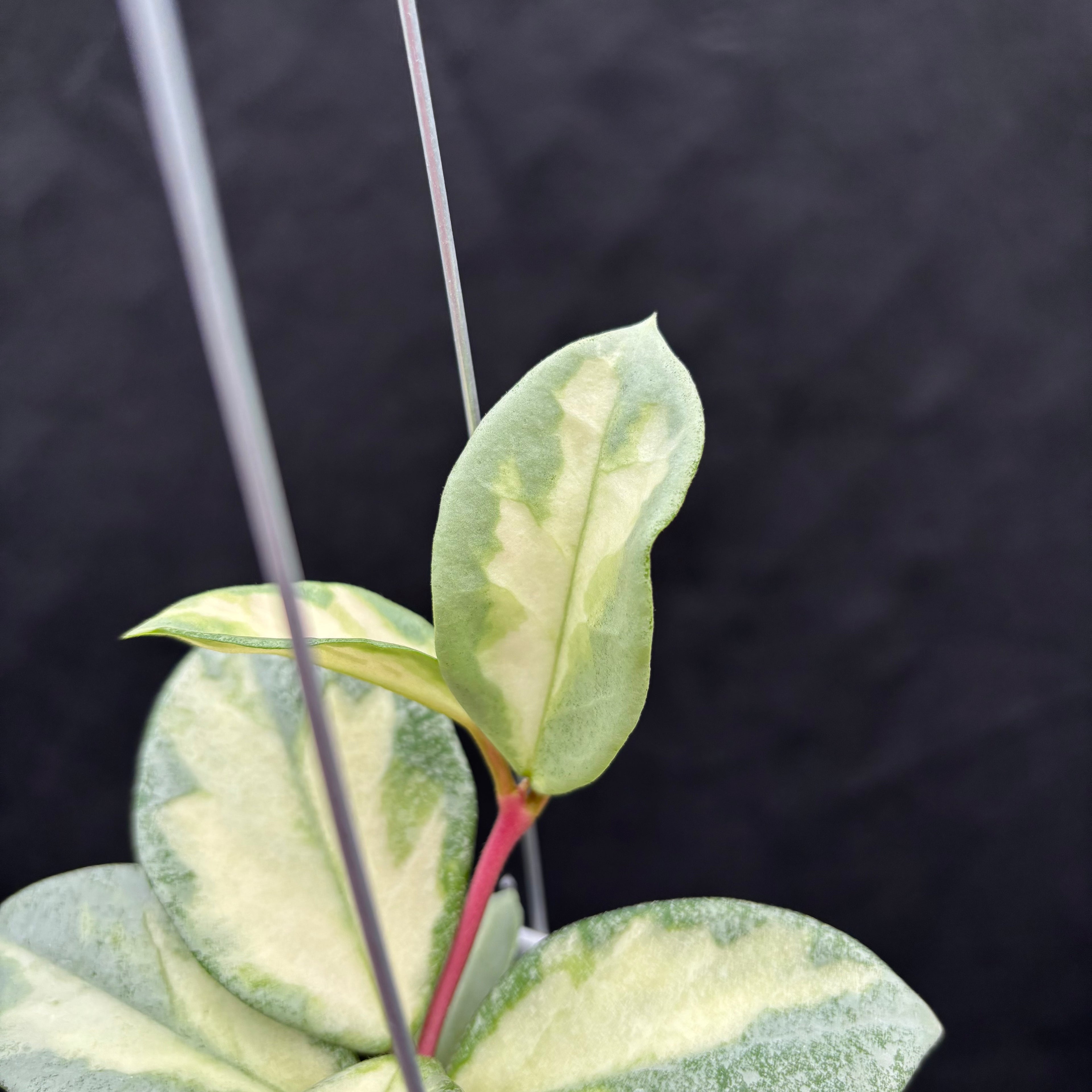 Hoya Carnosa "Argentea Princess"