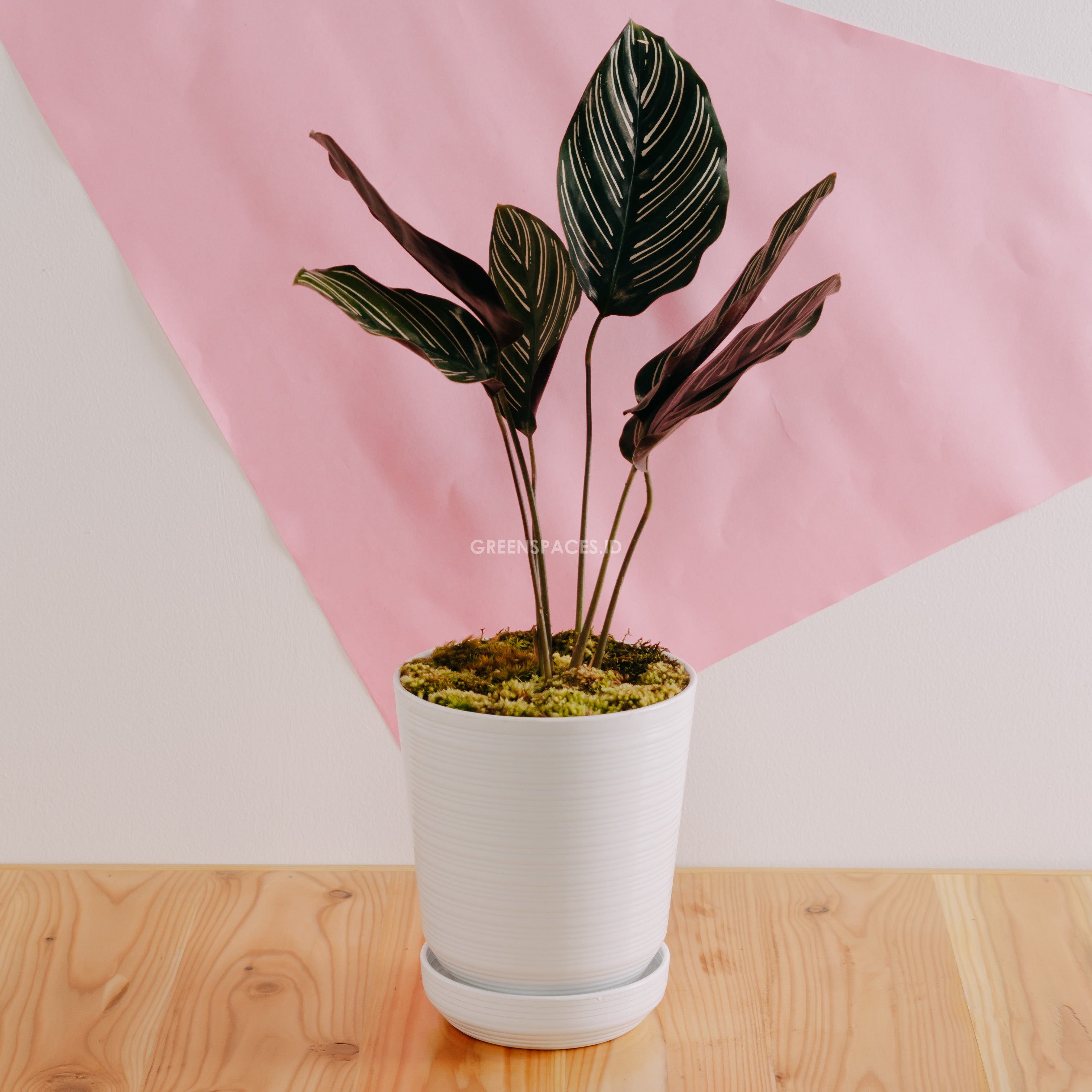 Calathea Ornata - Greenspaces.id