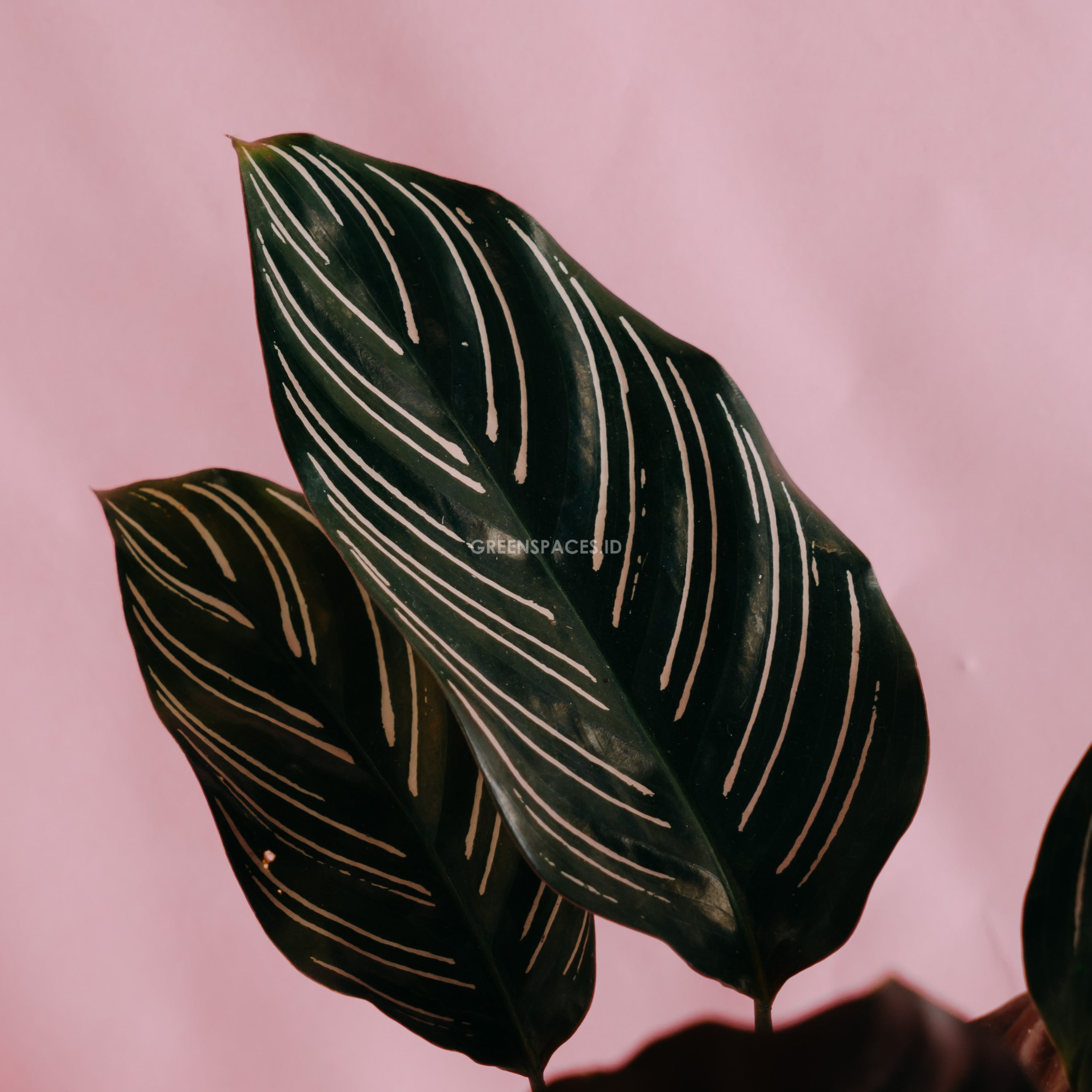 Calathea Ornata - Greenspaces.id