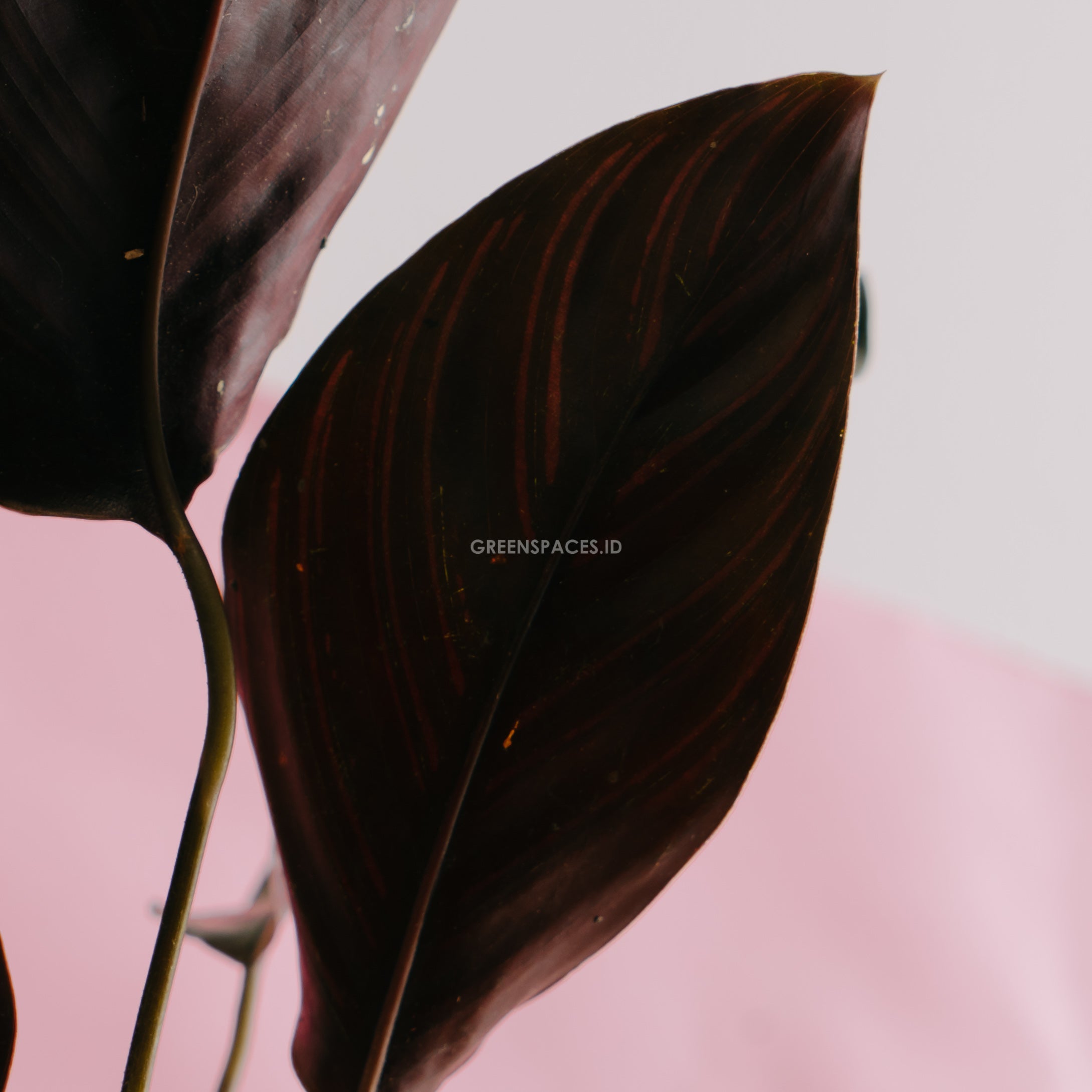 Calathea Ornata - Greenspaces.id