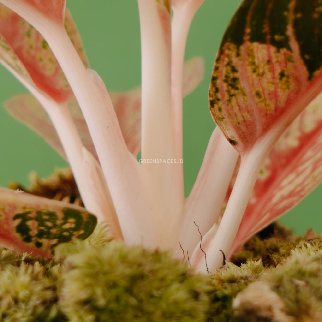 Aglaonema Red Legacy - Greenspaces.id