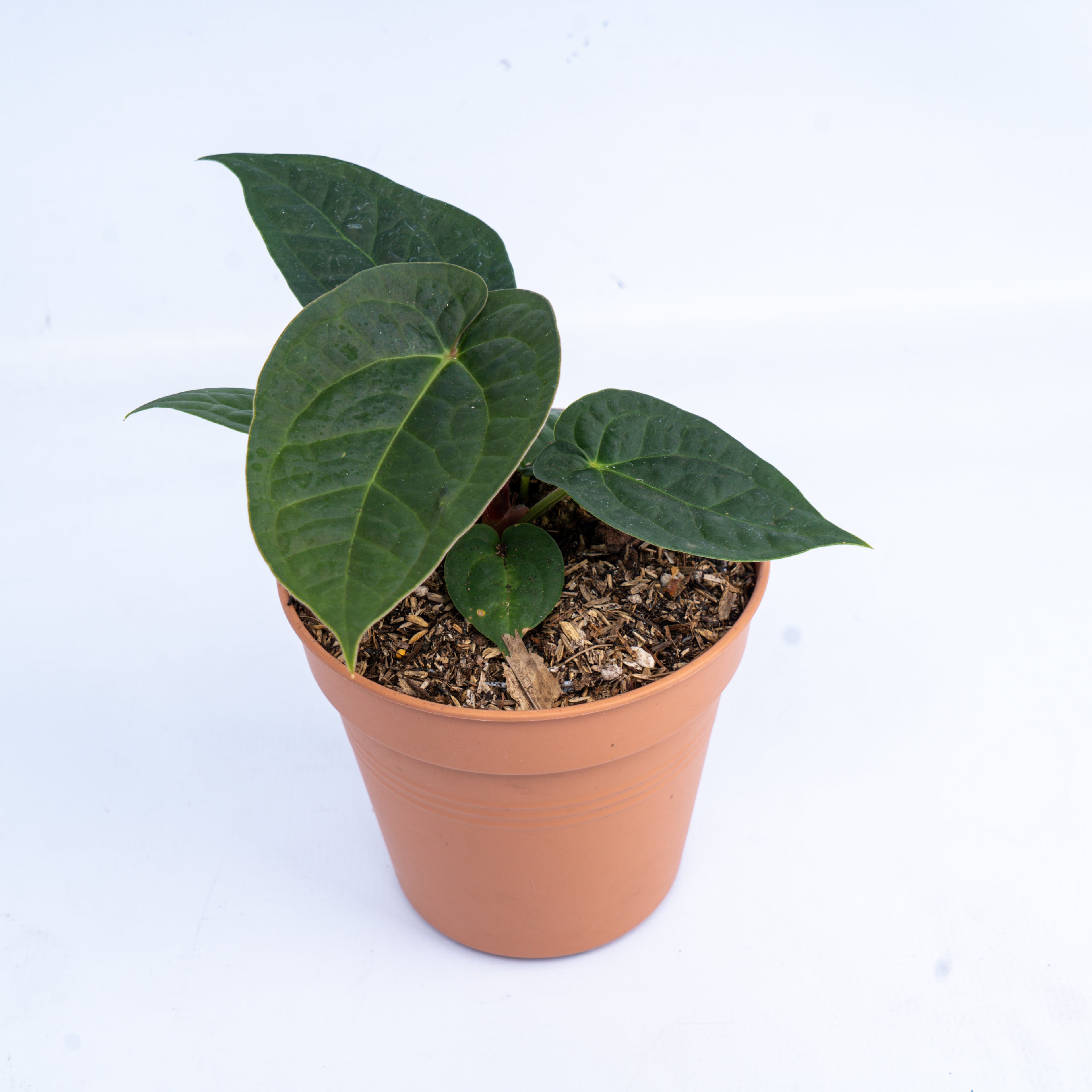 Anthurium luxurians Indonesian type x Magnificum
