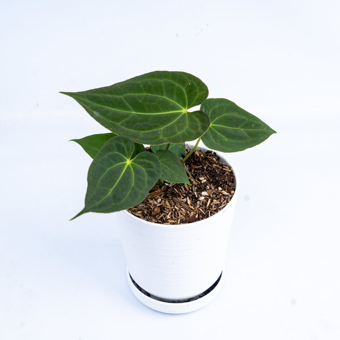 Anthurium papillilaminum red petiole x forgetii