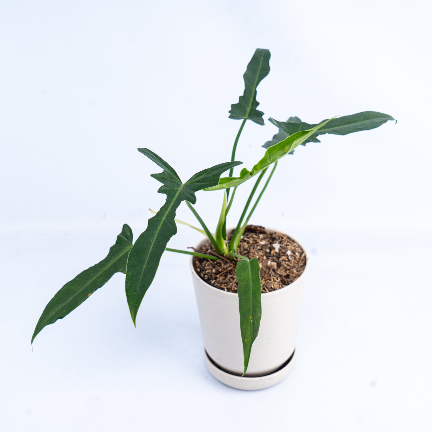 Philodendron Longilobatum