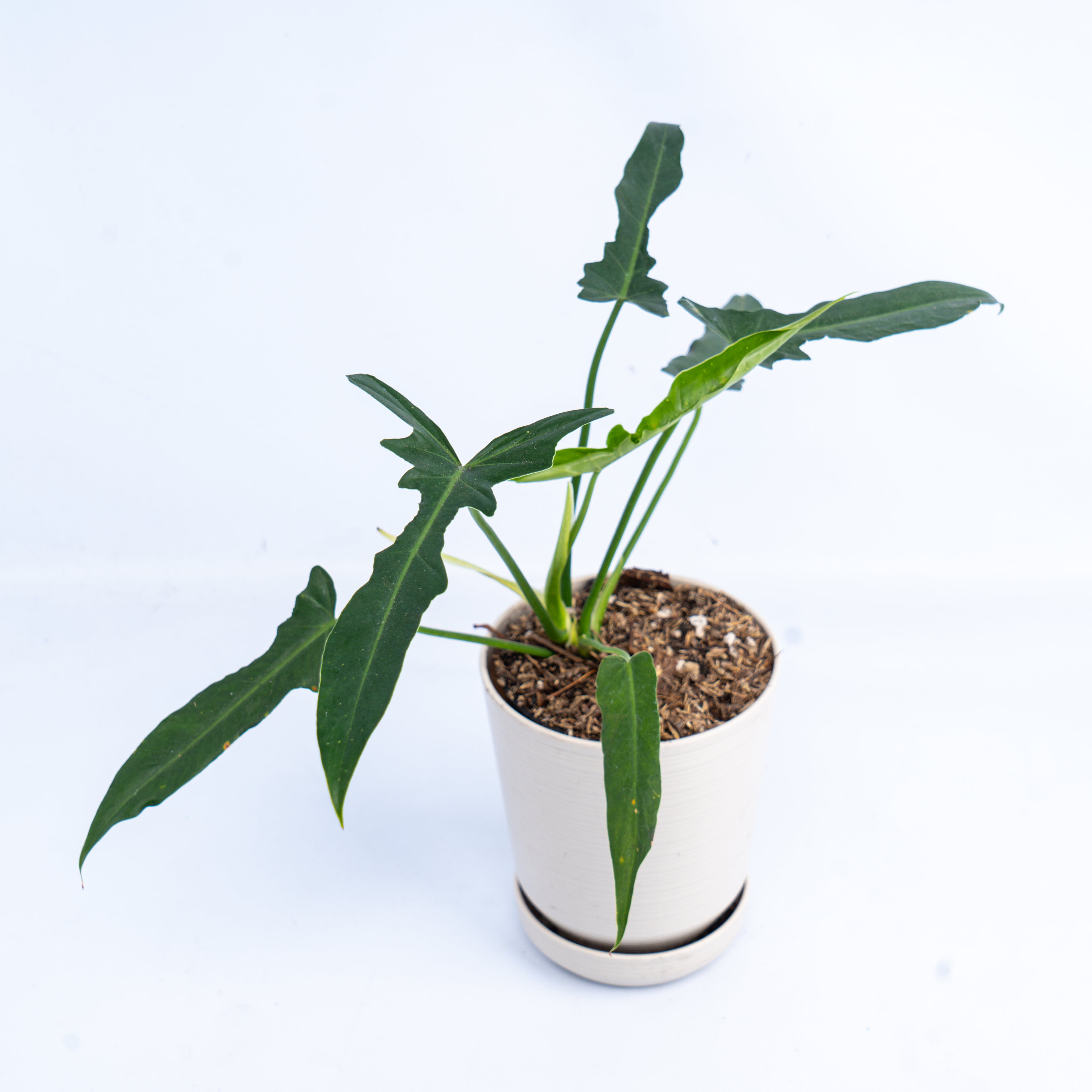 Philodendron Longilobatum