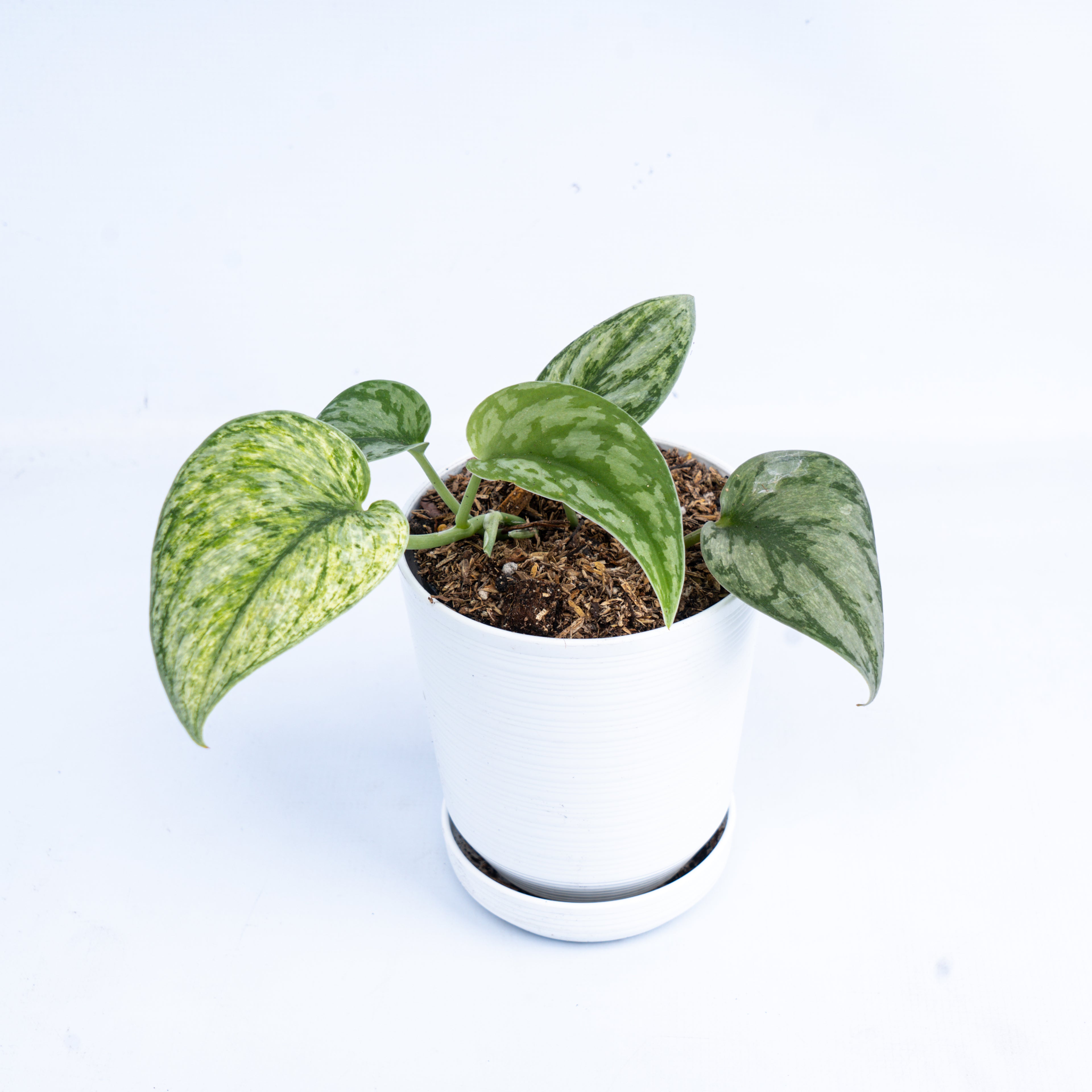 Scindapsus hologram