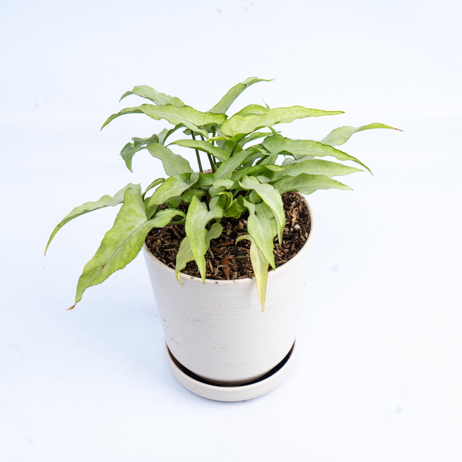Syngonium White Narrow