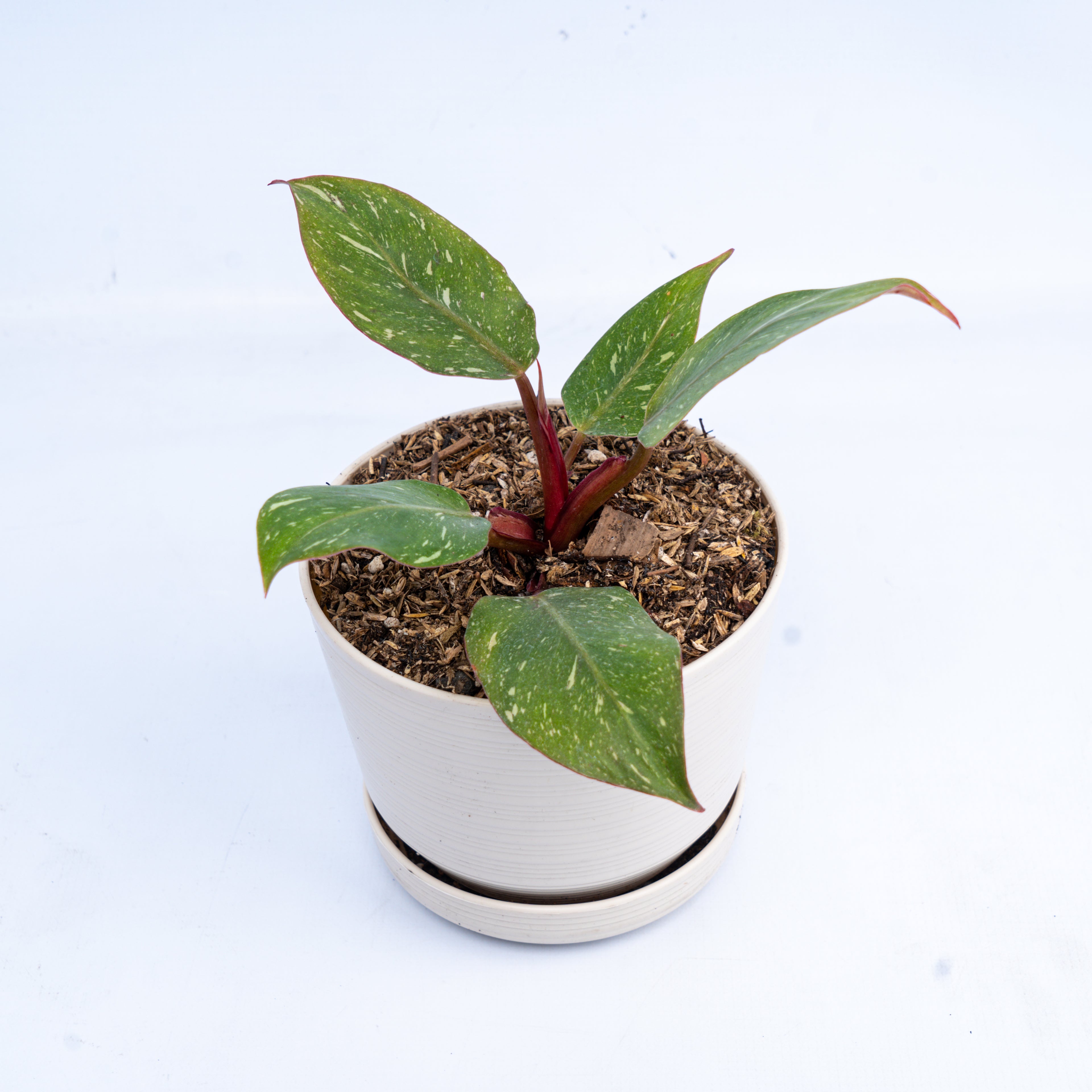 Philodendron White Knight Marble