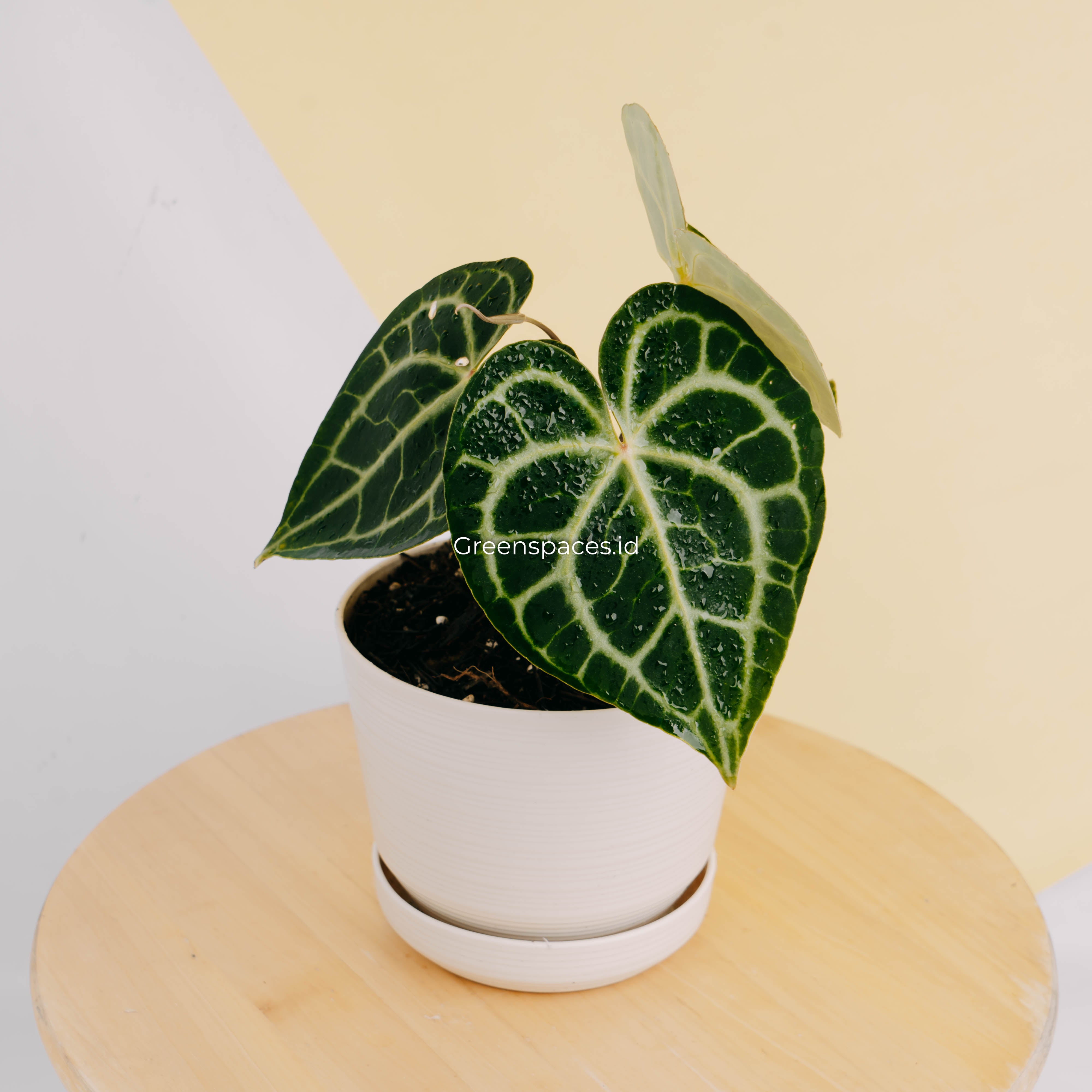 anthurium clarinervium queen Anthurium queen clarinervium