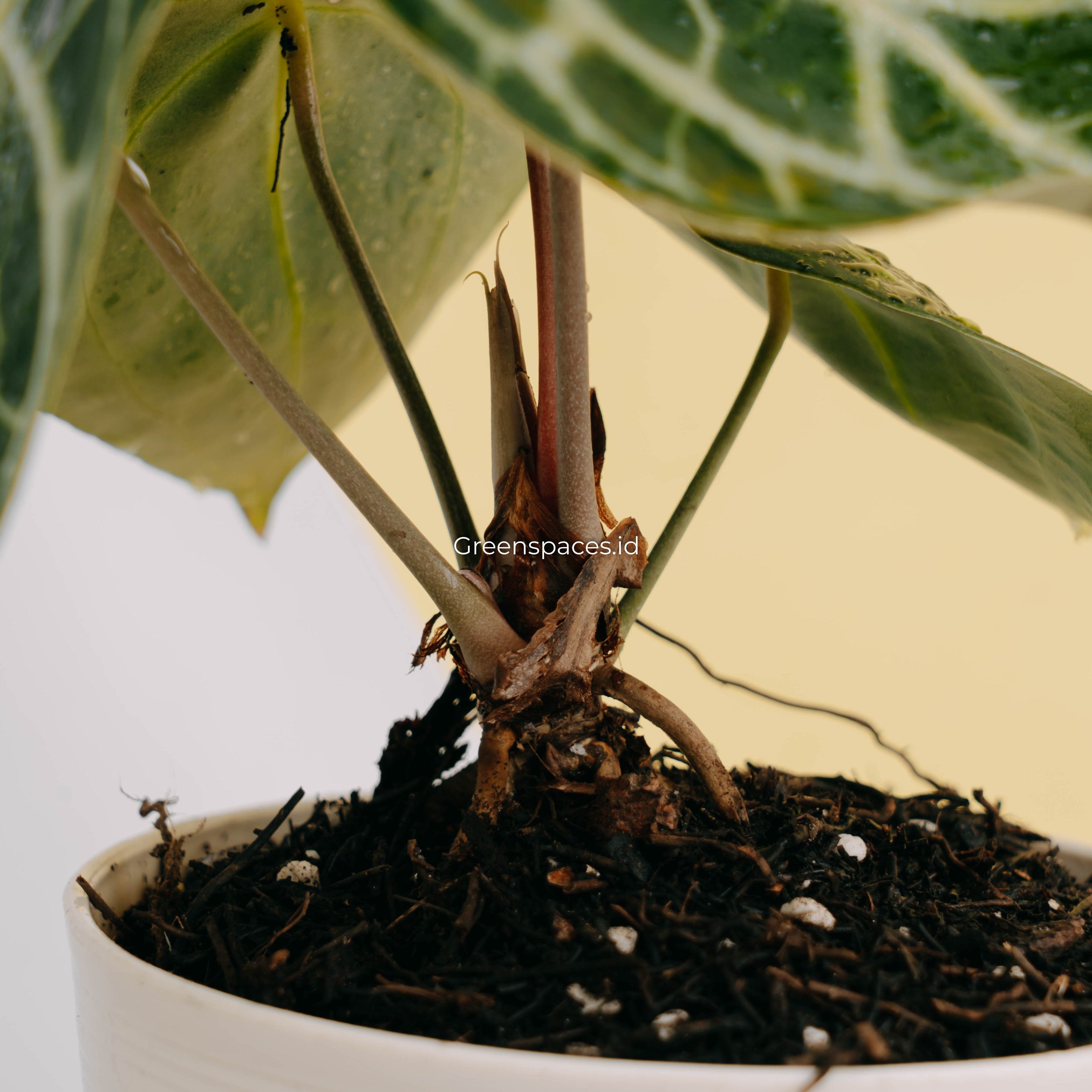 Anthurium queen clarinervium-Greenspaces.id