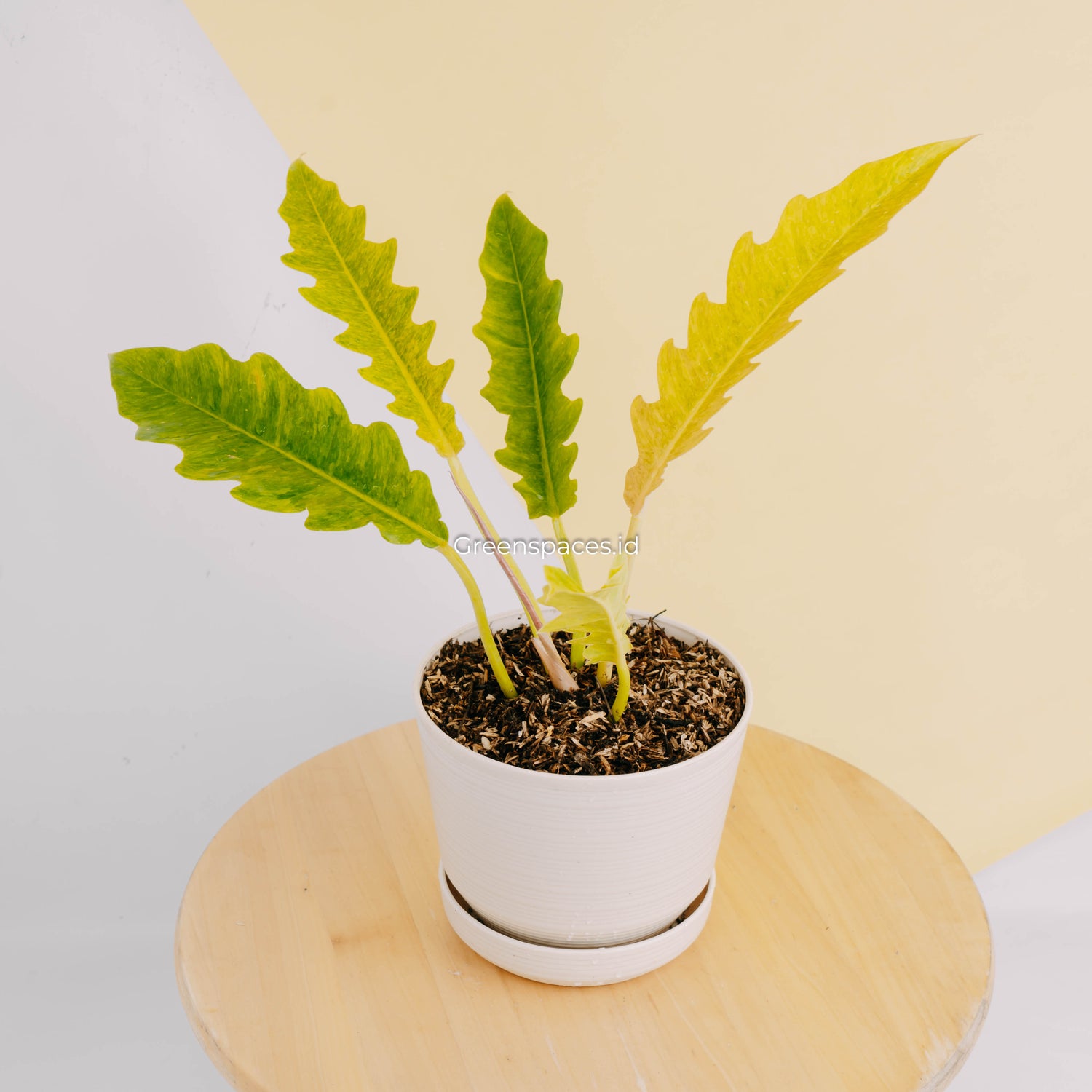 Philodendron ring of fire x golden saw-Greenspaces.id