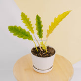 Philodendron ring of fire x golden saw-Greenspaces.id