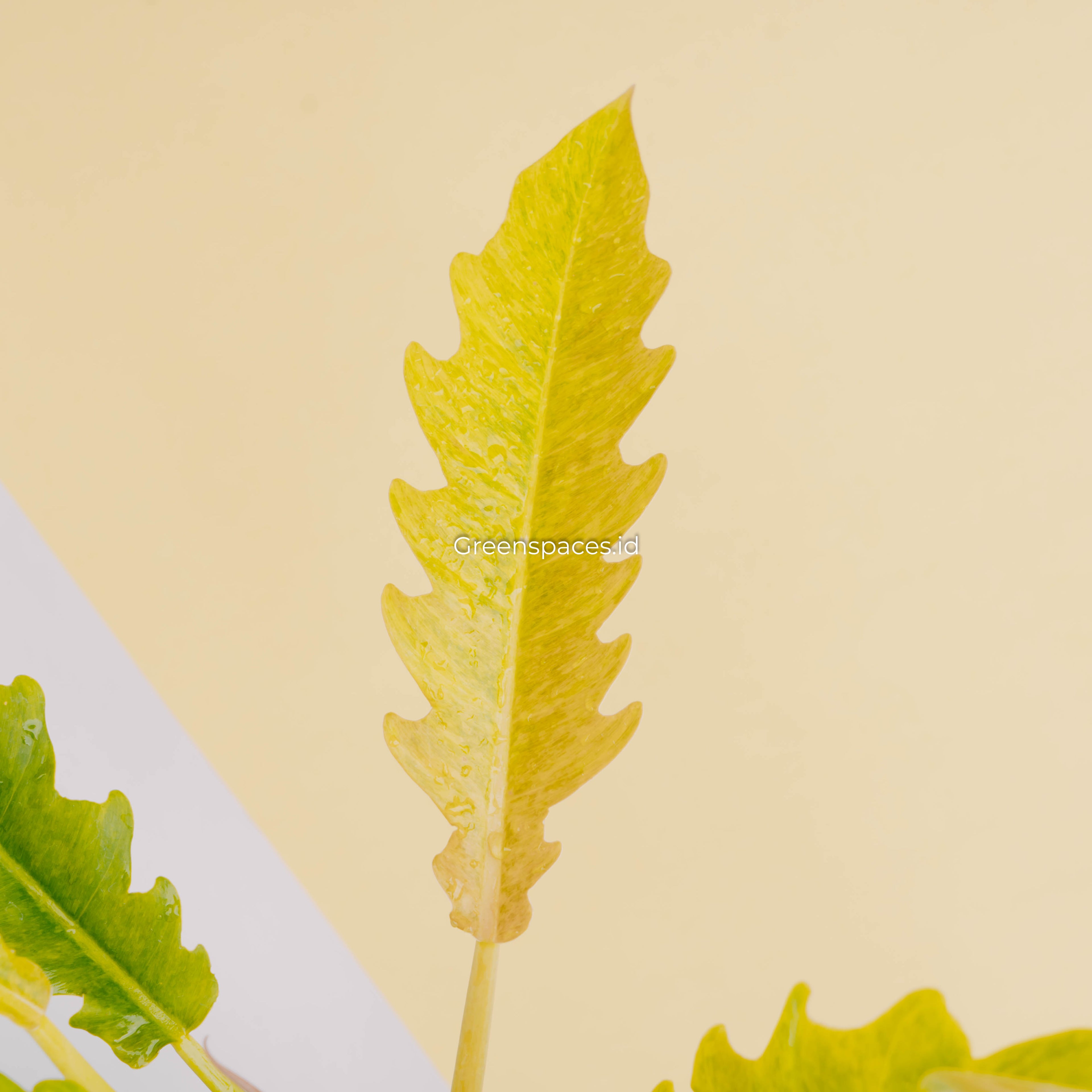 Philodendron ring of fire x golden saw-Greenspaces.id