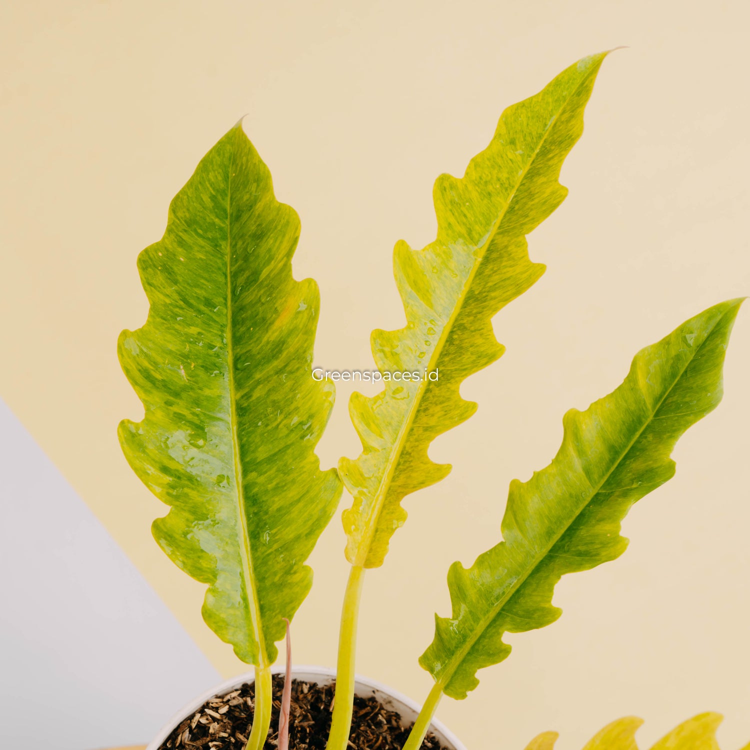 Philodendron ring of fire x golden saw-Greenspaces.id