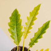 Philodendron ring of fire x golden saw-Greenspaces.id