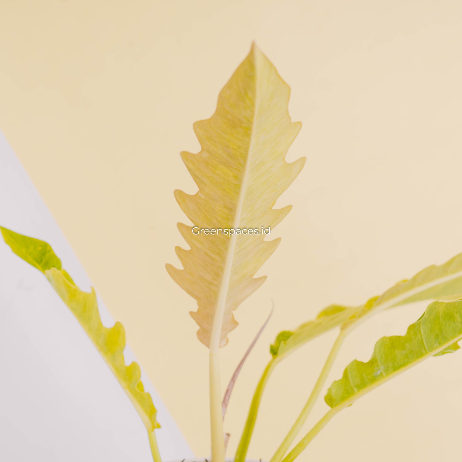 Philodendron ring of fire x golden saw-Greenspaces.id