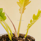 Philodendron ring of fire x golden saw-Greenspaces.id