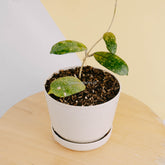Hoya sp mutia-Greenspaces.id