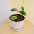 Hoya sp mutia-Greenspaces.id