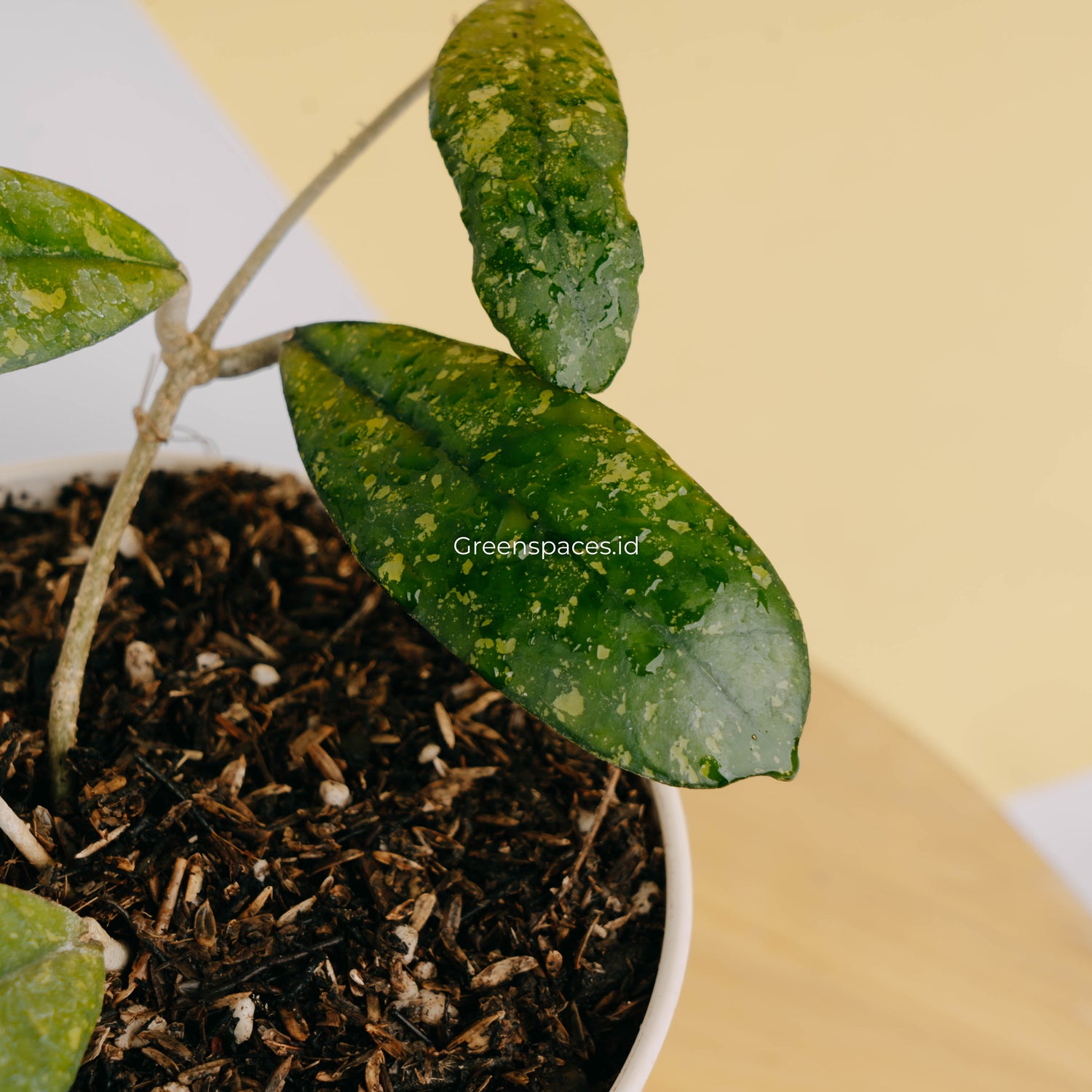 Hoya sp mutia-Greenspaces.id