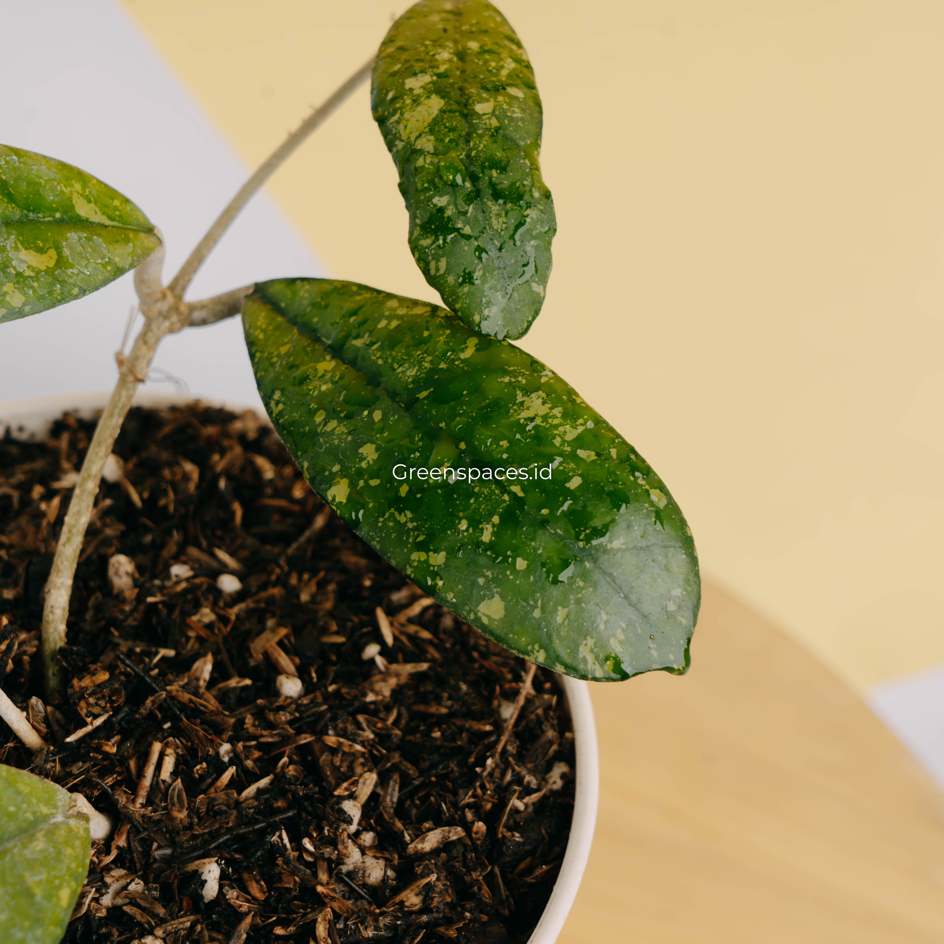 Hoya sp mutia-Greenspaces.id