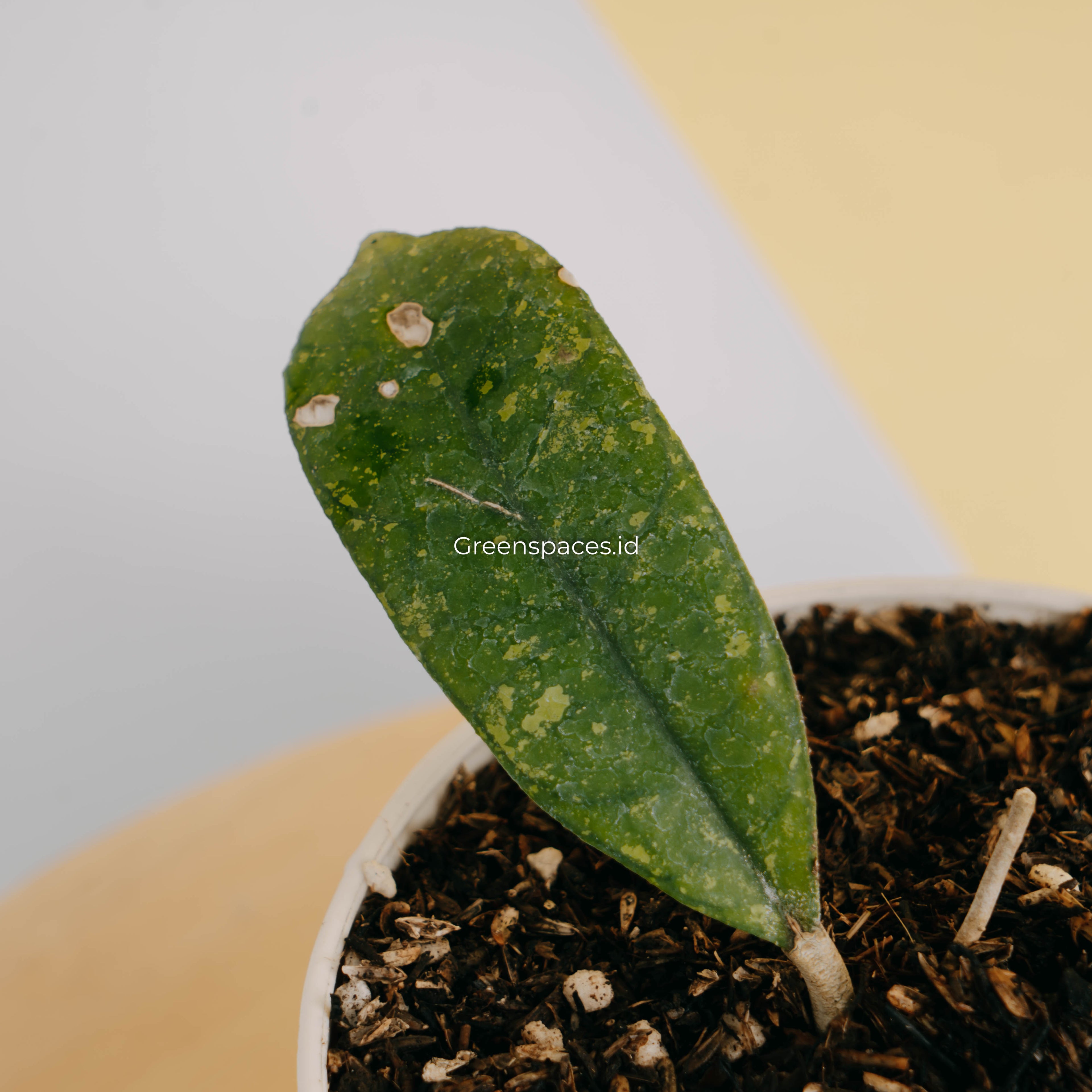 Hoya sp mutia-Greenspaces.id