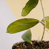 Hoya sp mutia-Greenspaces.id