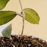 Hoya sp mutia-Greenspaces.id