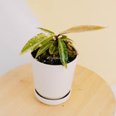 Labisia SP Borneo variegated-Greenspaces.id