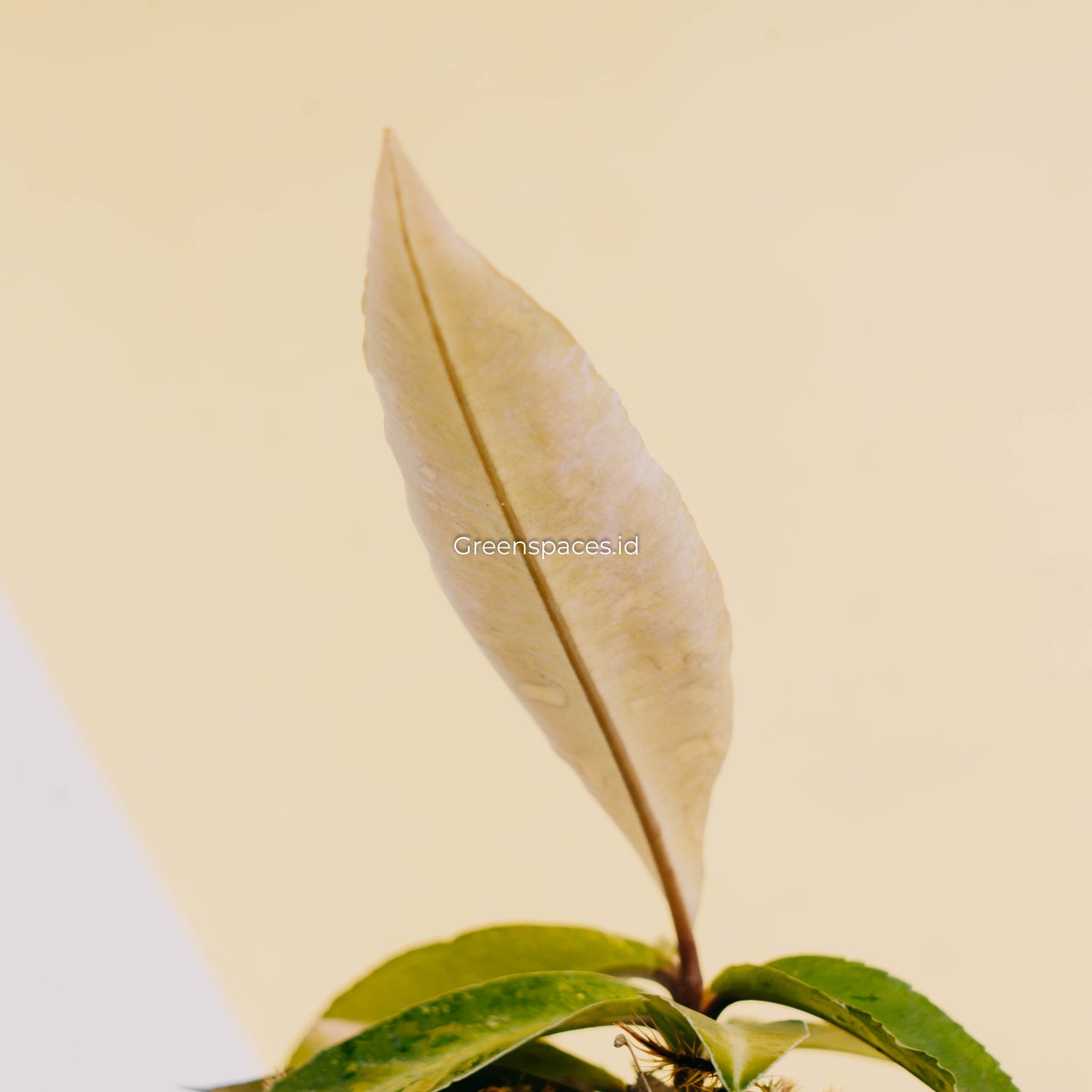 Labisia SP Borneo variegated-Greenspaces.id