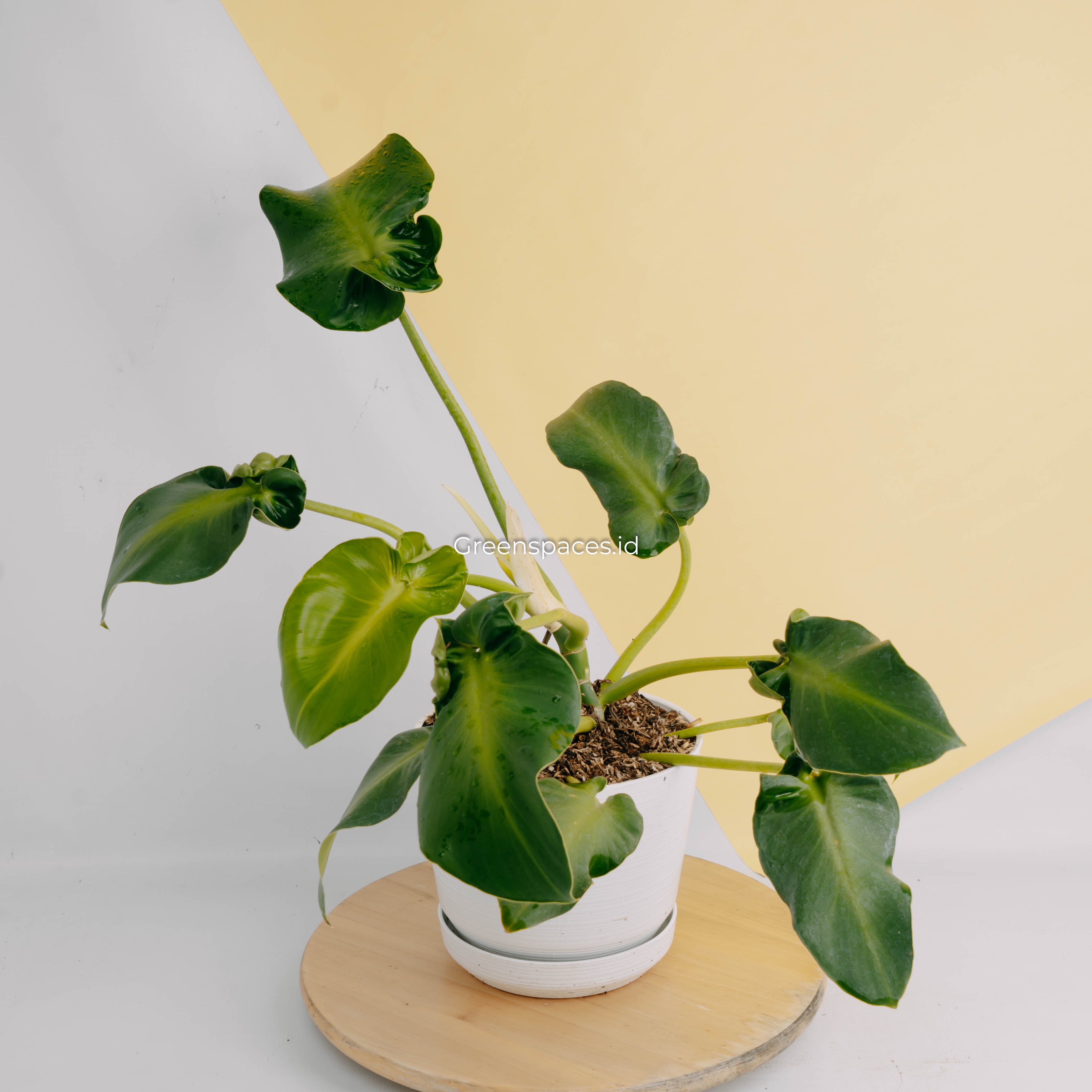 Philodendron rugosum aberrant form-Greenspaces.id