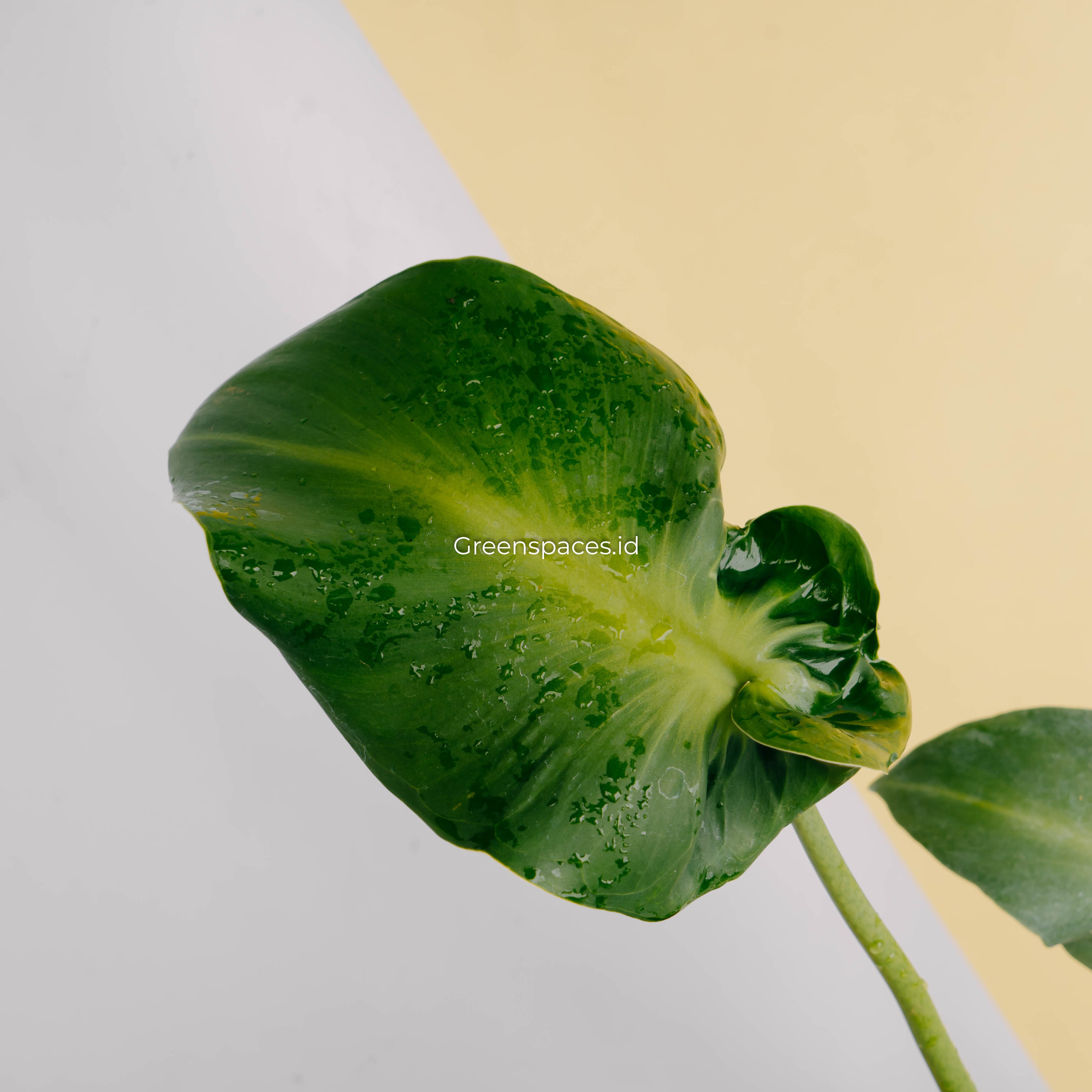 Philodendron rugosum aberrant form-Greenspaces.id